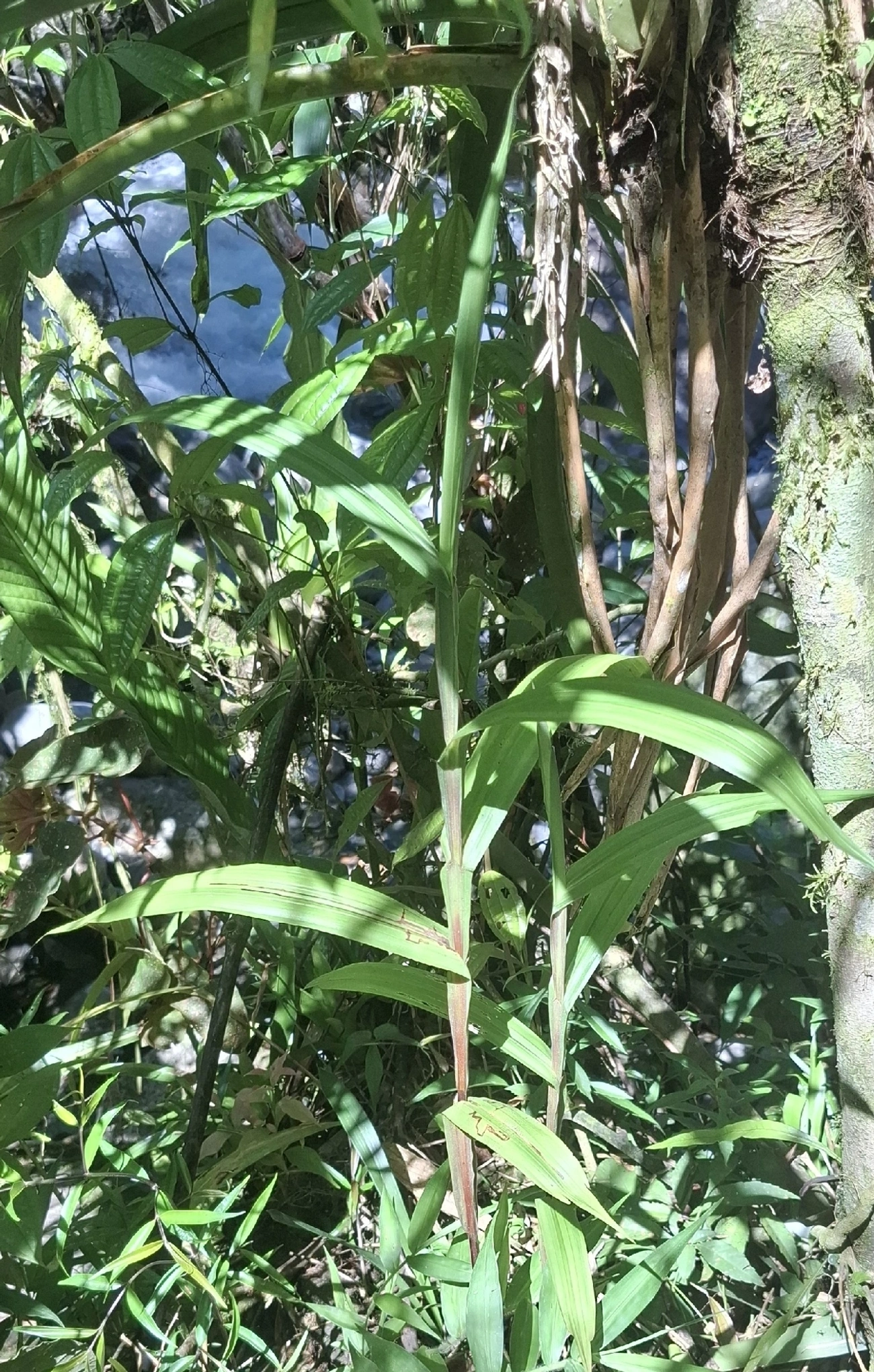 Plantas (Plantae), plantas, fotografado em Queluz