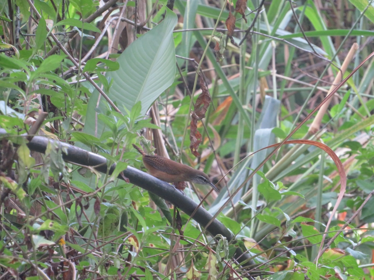 Garrinchão-de-bico-grande (Cantorchilus longirostris), aves, fotografado em Maresias, São Sebastião