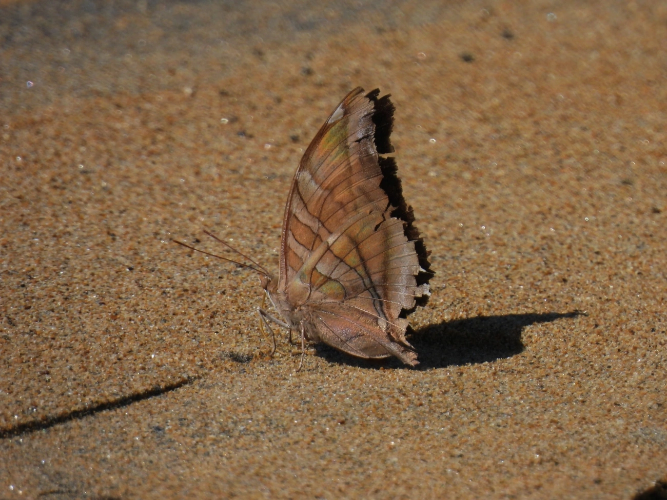 Historis odius, insetos, fotografado em Perequê, Ilhabela