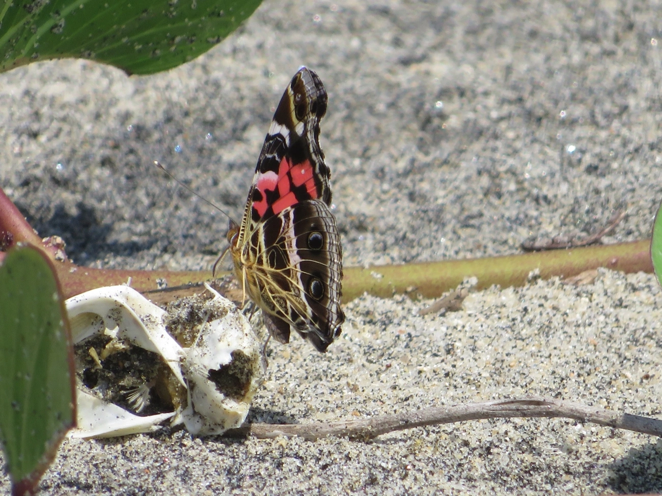 Dama-bandeada (Vanessa myrinna), insetos, fotografado em Mocóca