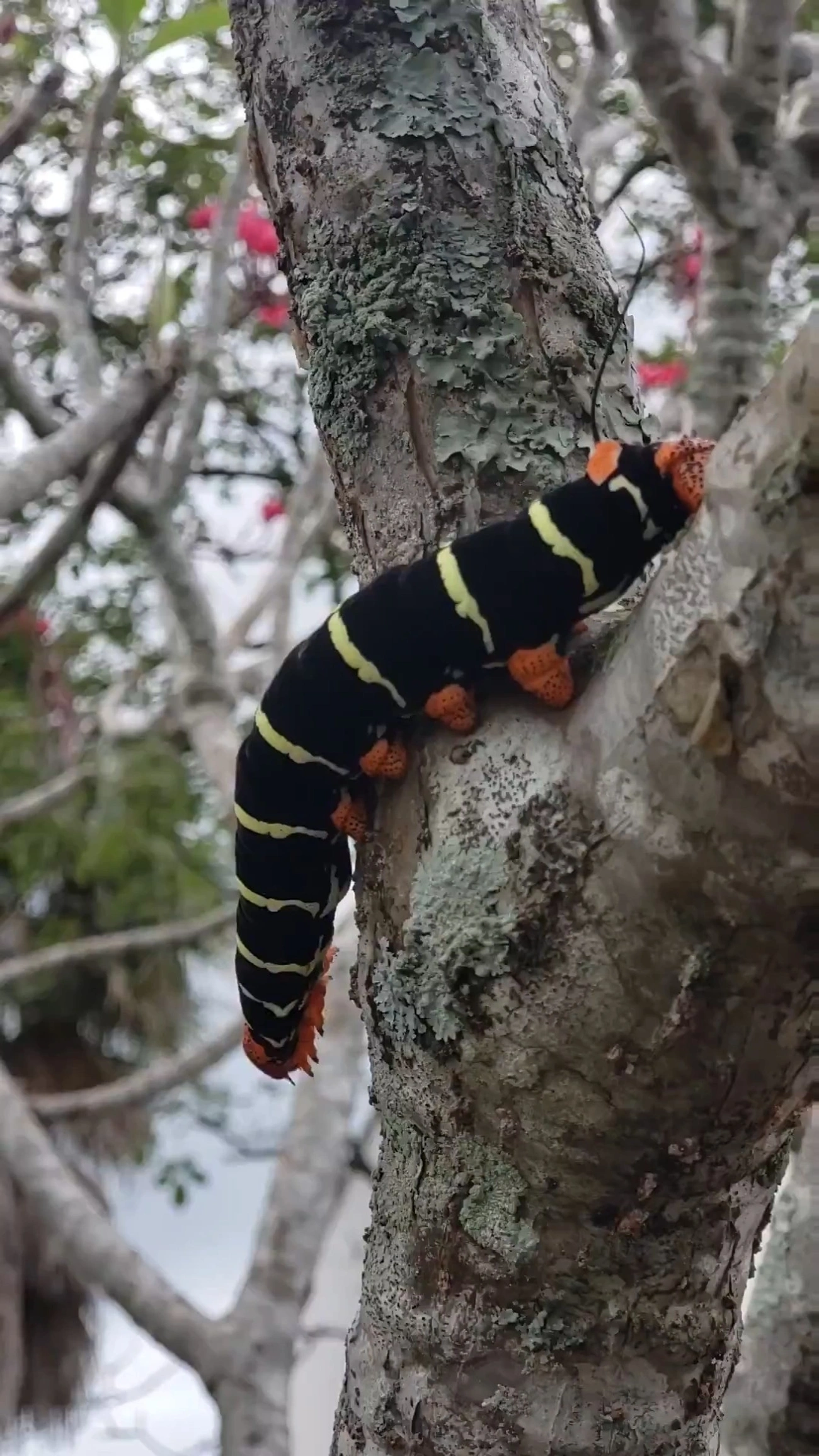 Esfinge-de-jasmim (Pseudosphinx tetrio), insetos, fotografado em Caraguatatuba