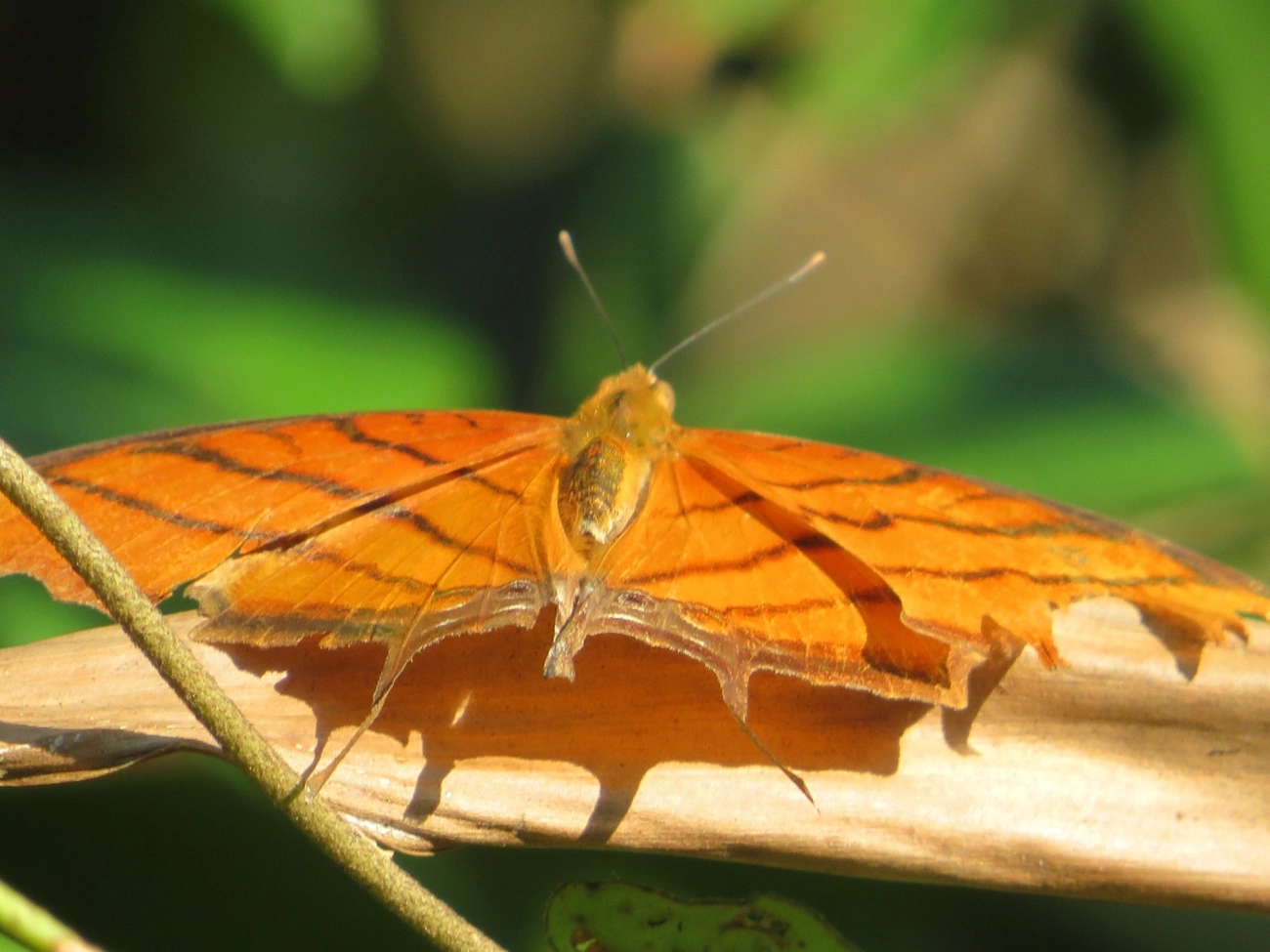 Borboleta-Asas-de-Punhal (Marpesia petreus), insetos, fotografado em Maresias, São Sebastião