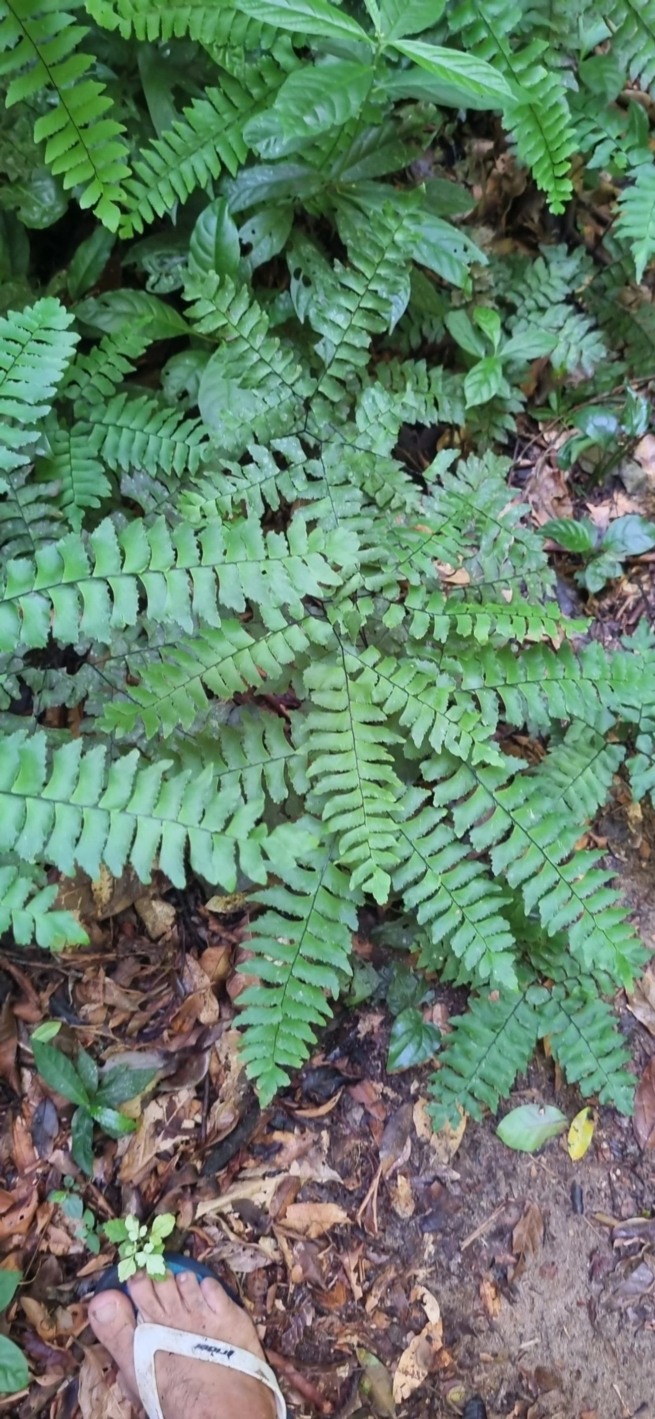 Avenca (Adiantum mynsseniae), plantas, fotografado em Maresias, São Sebastião