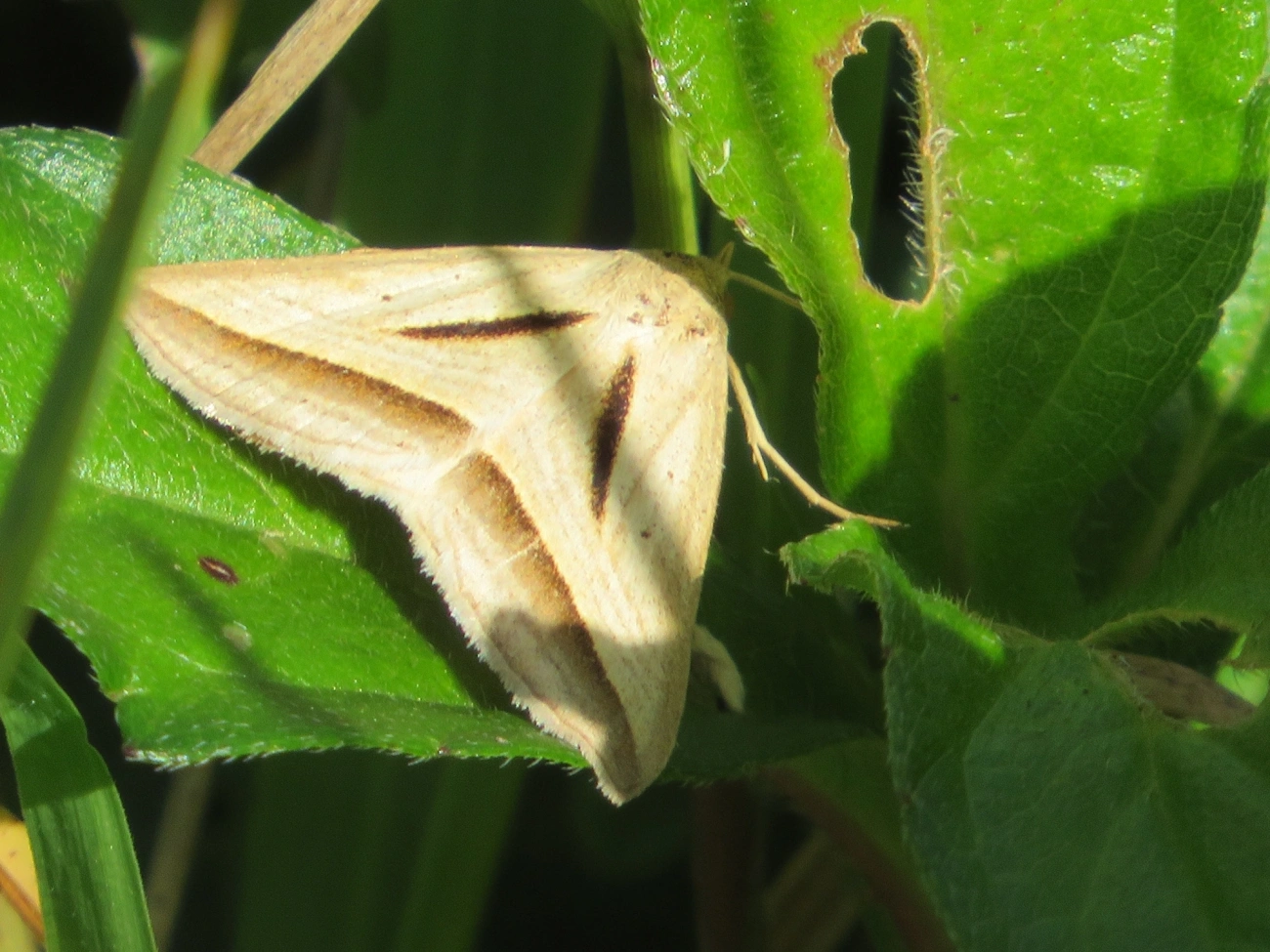 Mariposa-noturna (Erebidae) (Ptichodis basilans), insetos, fotografado em Maresias, São Sebastião