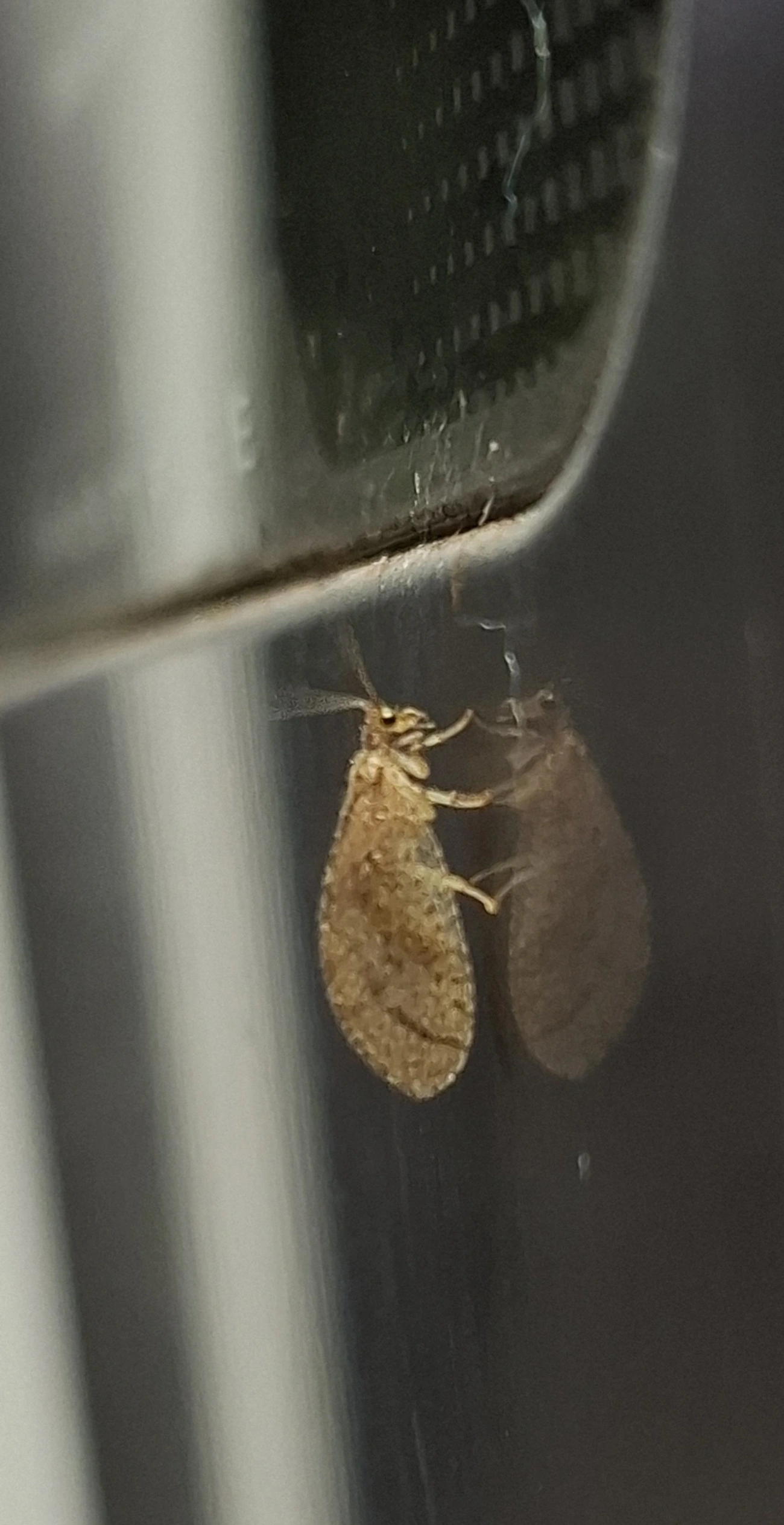 Nusalala tessellata, insetos, fotografado em Maresias, São Sebastião