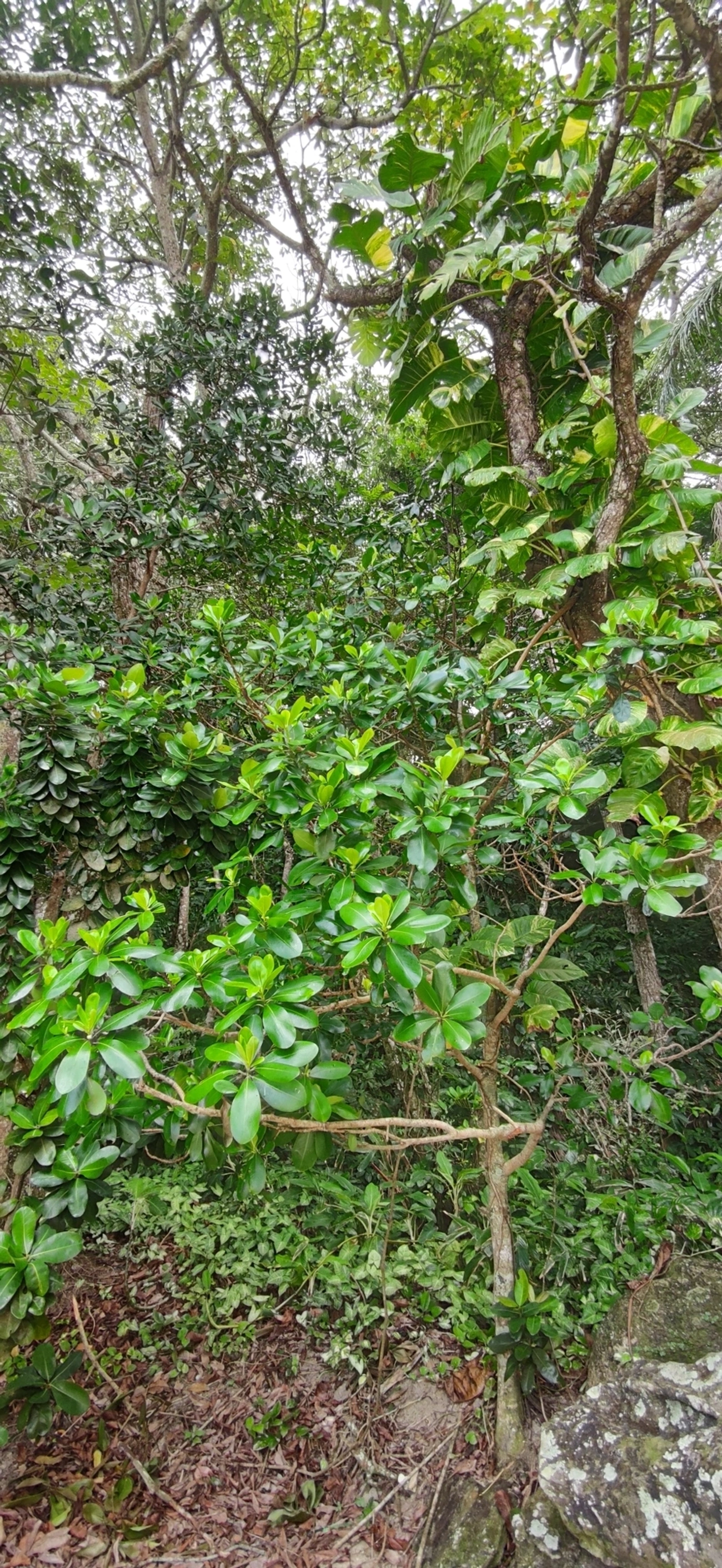 Capororoca (Myrsine umbellata), plantas, fotografado em Paúba, São Sebastião