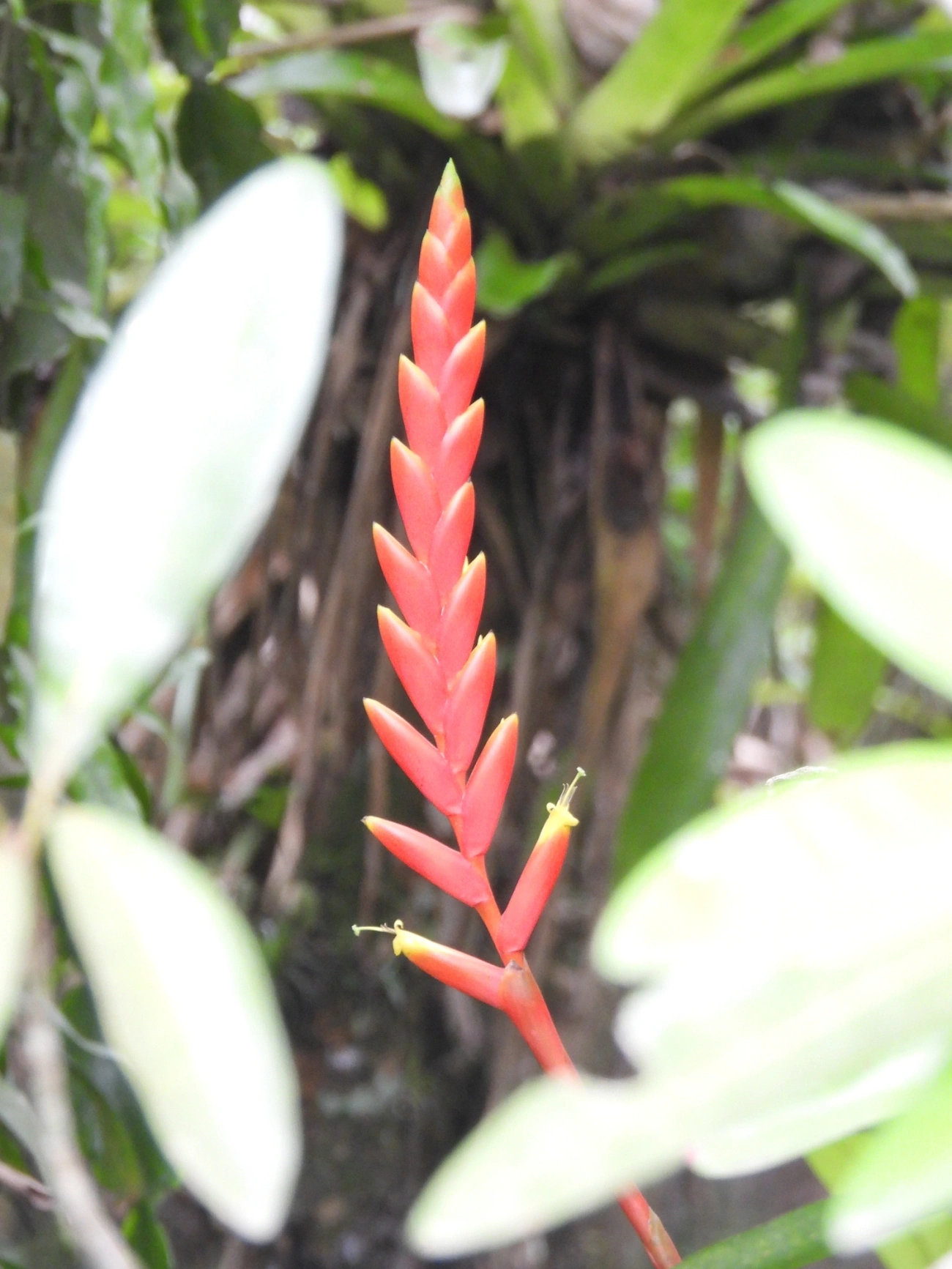 Gravatinha (Vriesea ensiformis), plantas, fotografado em Maresias, São Sebastião