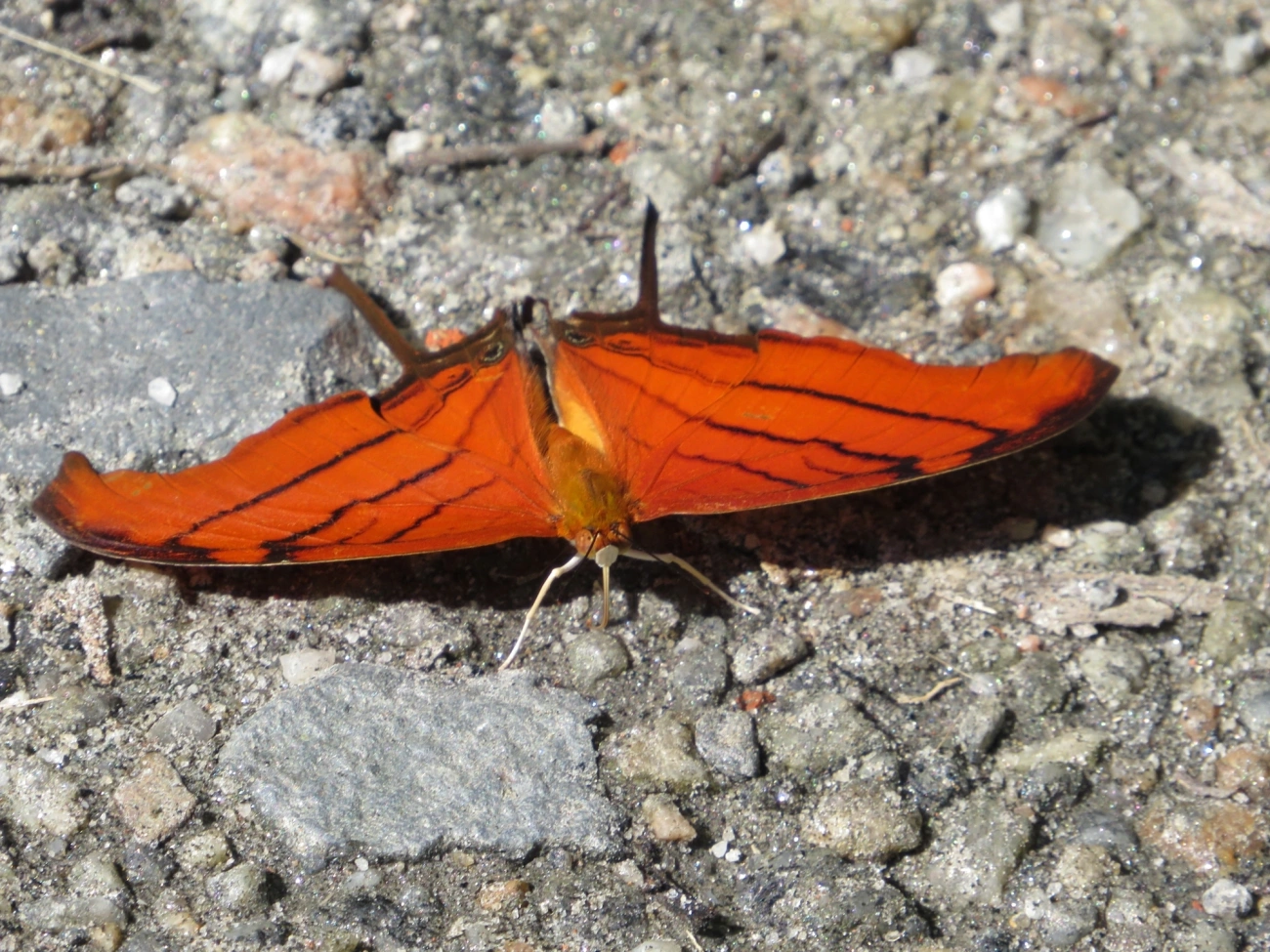 Borboleta-Asas-de-Punhal (Marpesia petreus), insetos, fotografado em Maresias, São Sebastião