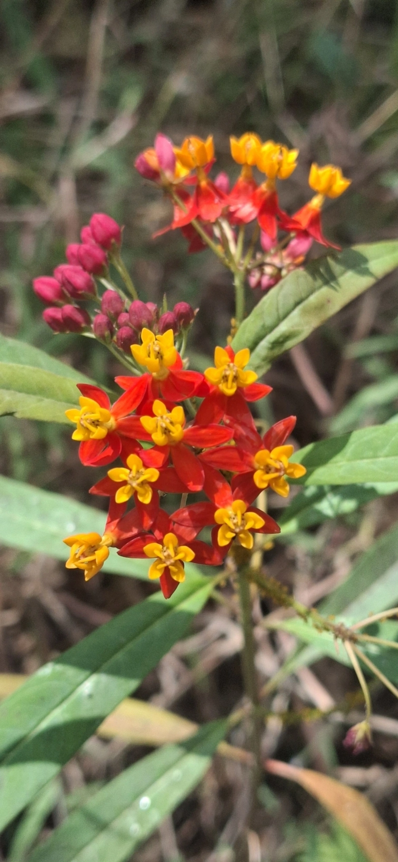 Oficial-de-sala (Asclepias curassavica), plantas, fotografado em Itamonte
