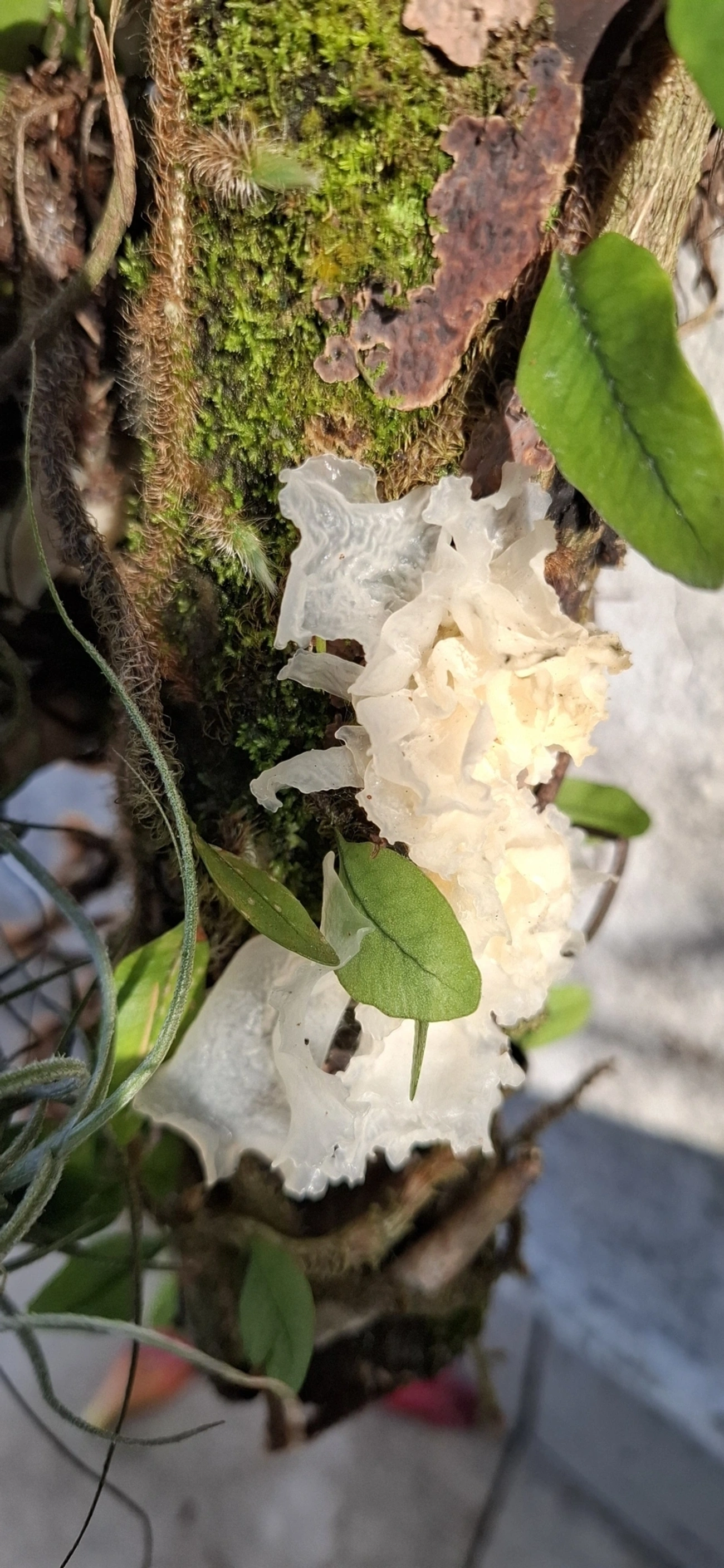 Tremella, fungos, fotografado em Maresias, São Sebastião