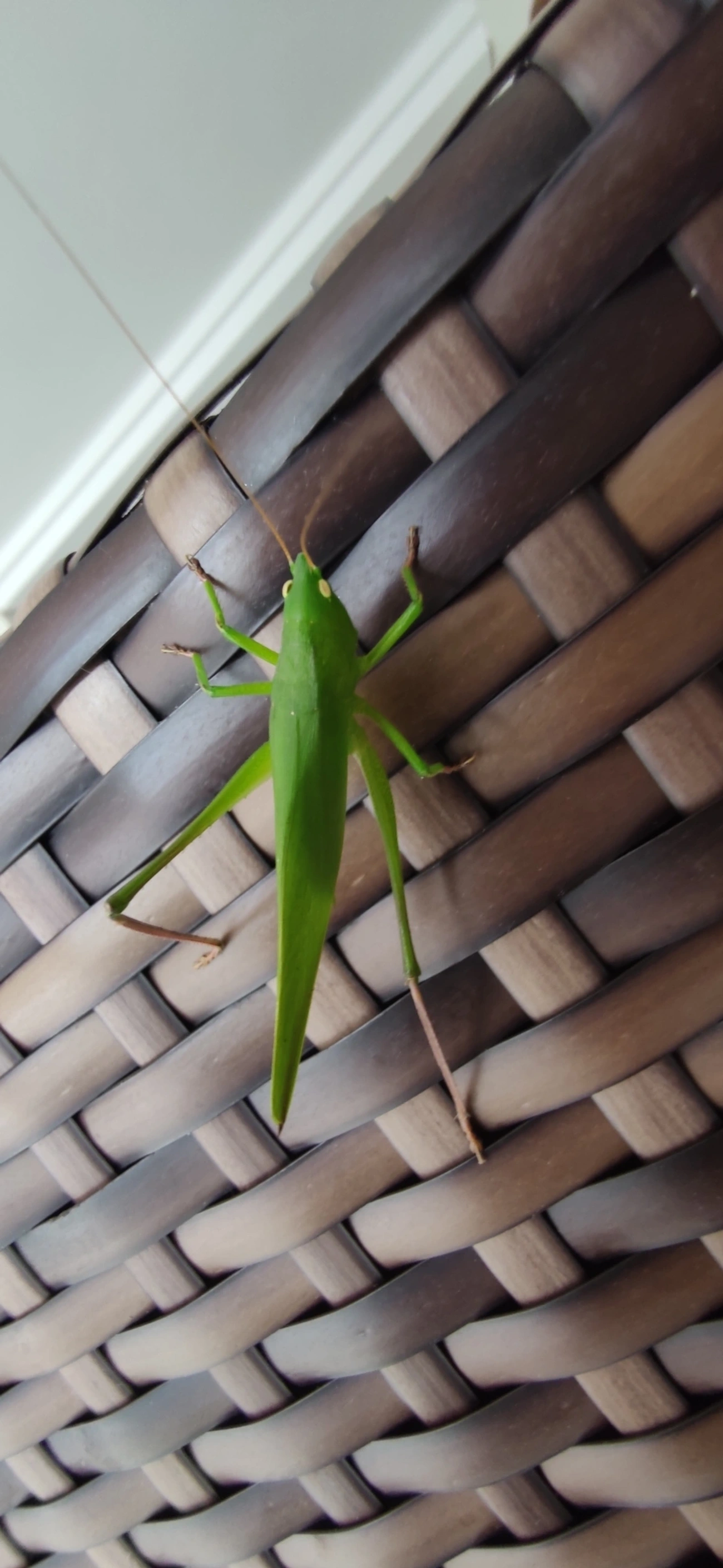 Neoconocephalus, insetos, fotografado em Maresias, São Sebastião