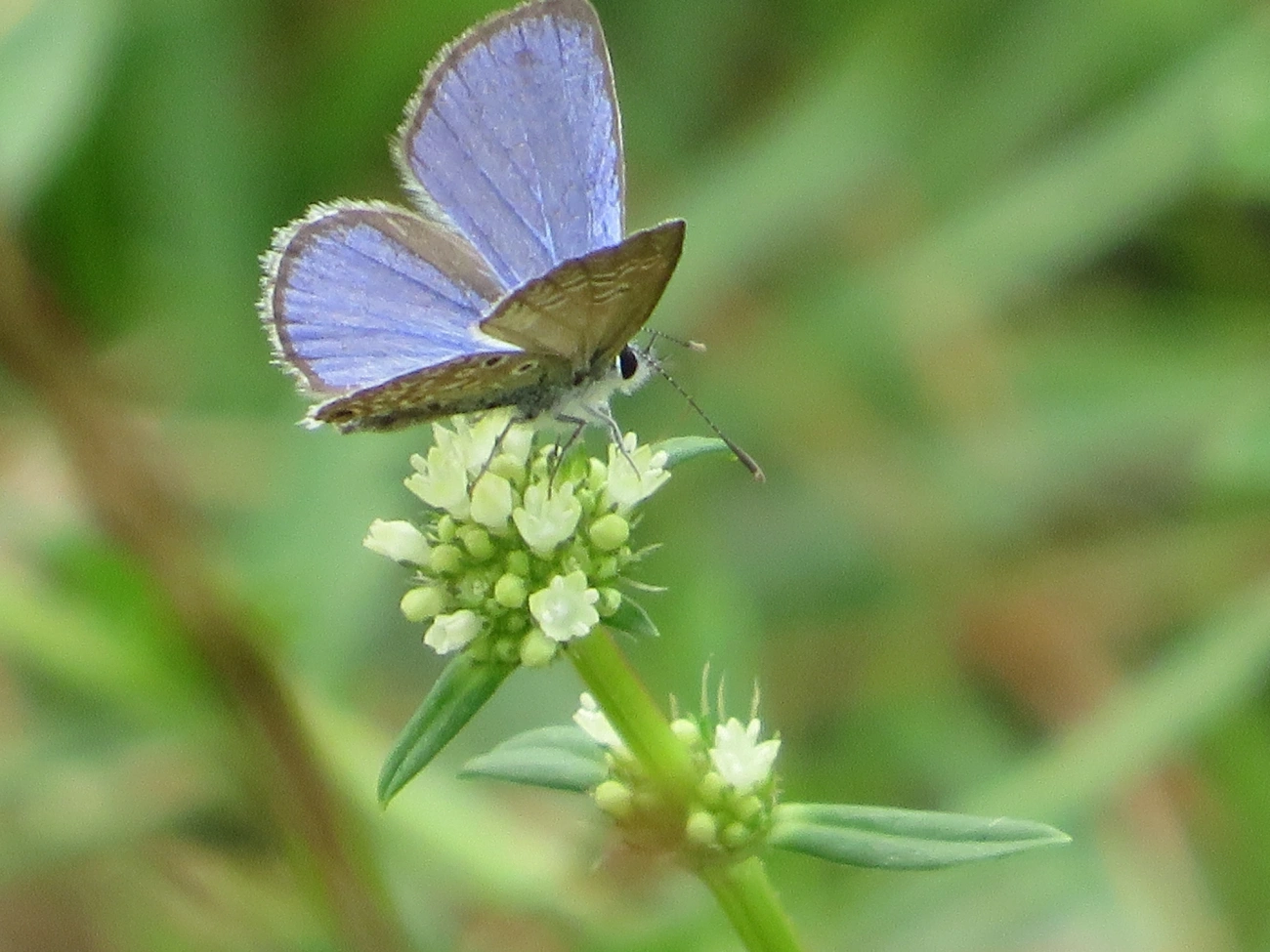 Borboleta-azulzinha-do-trevo (Hemiargus hanno), insetos, fotografado em Maresias, São Sebastião