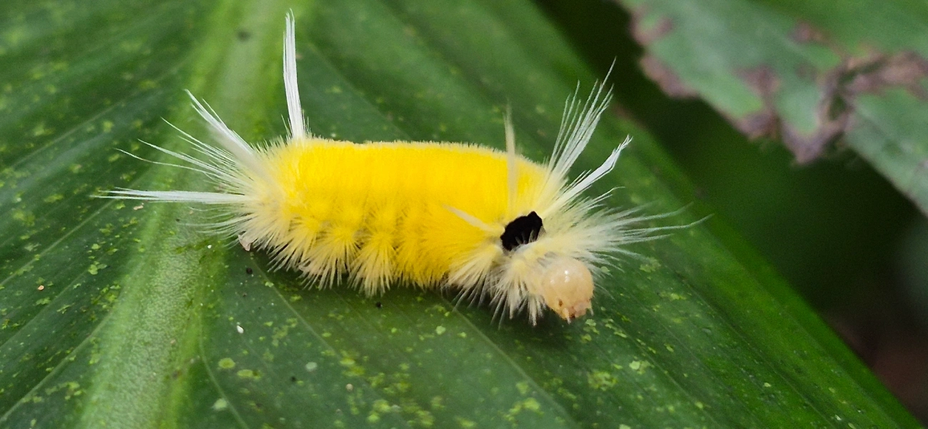 Lophocampa, insetos, fotografado em Camburí, São Sebastião