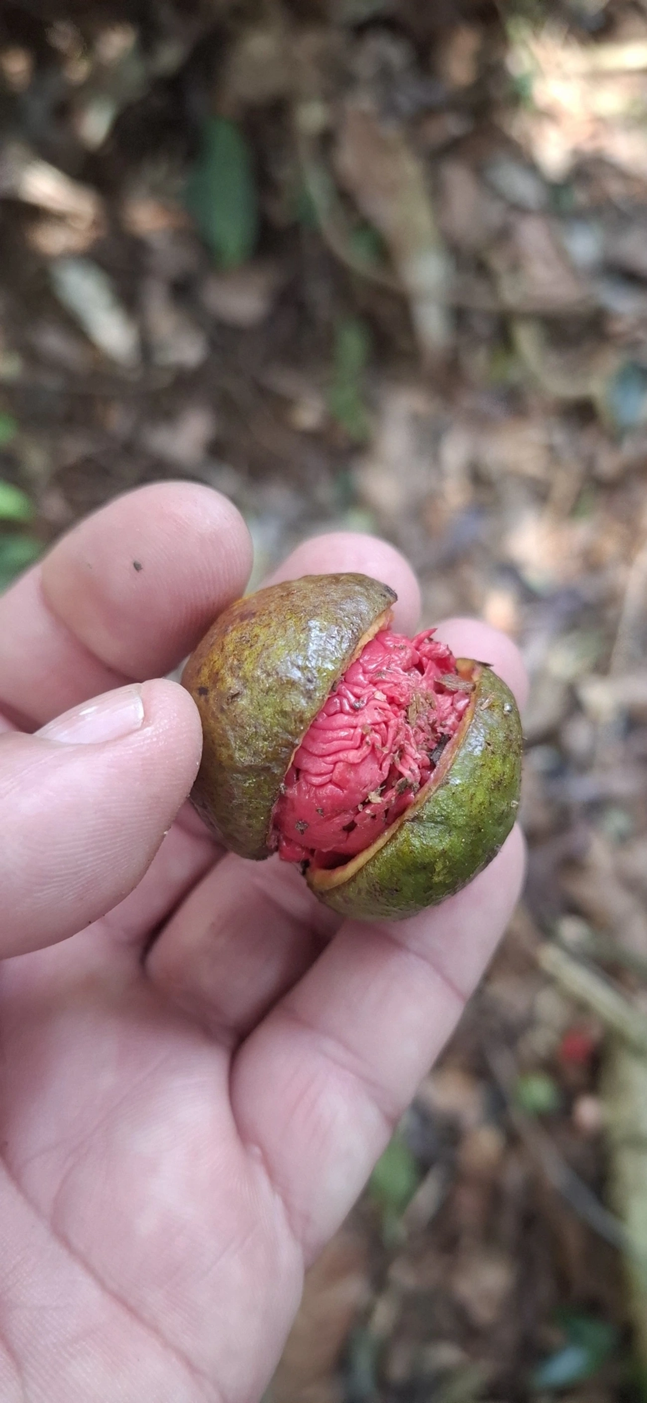 Plantas (Plantae), plantas, fotografado em Enxovas, Ilhabela