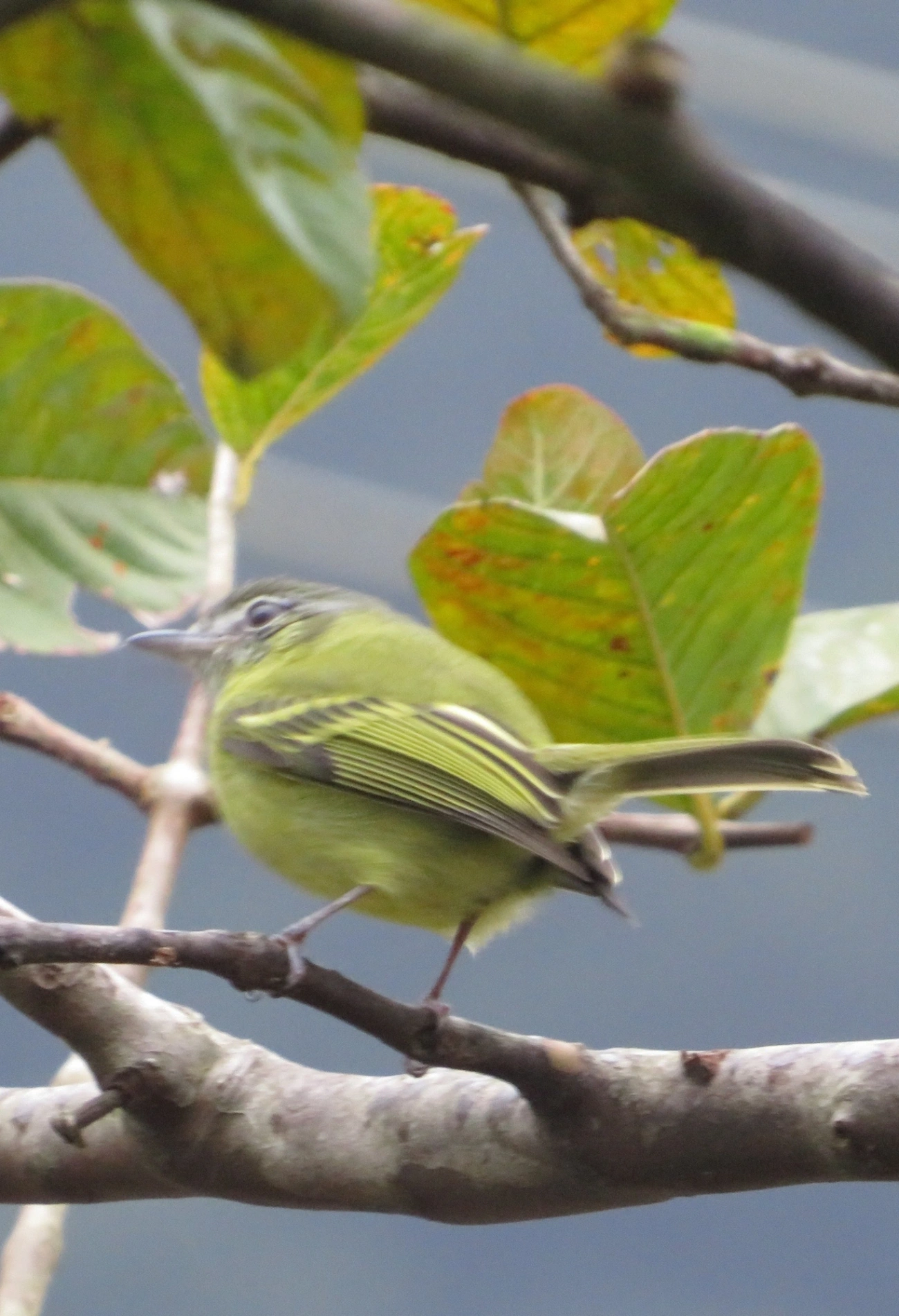 Bico-chato-de-orelha-preta (Tolmomyias sulphurescens), aves, fotografado em Maresias, São Sebastião