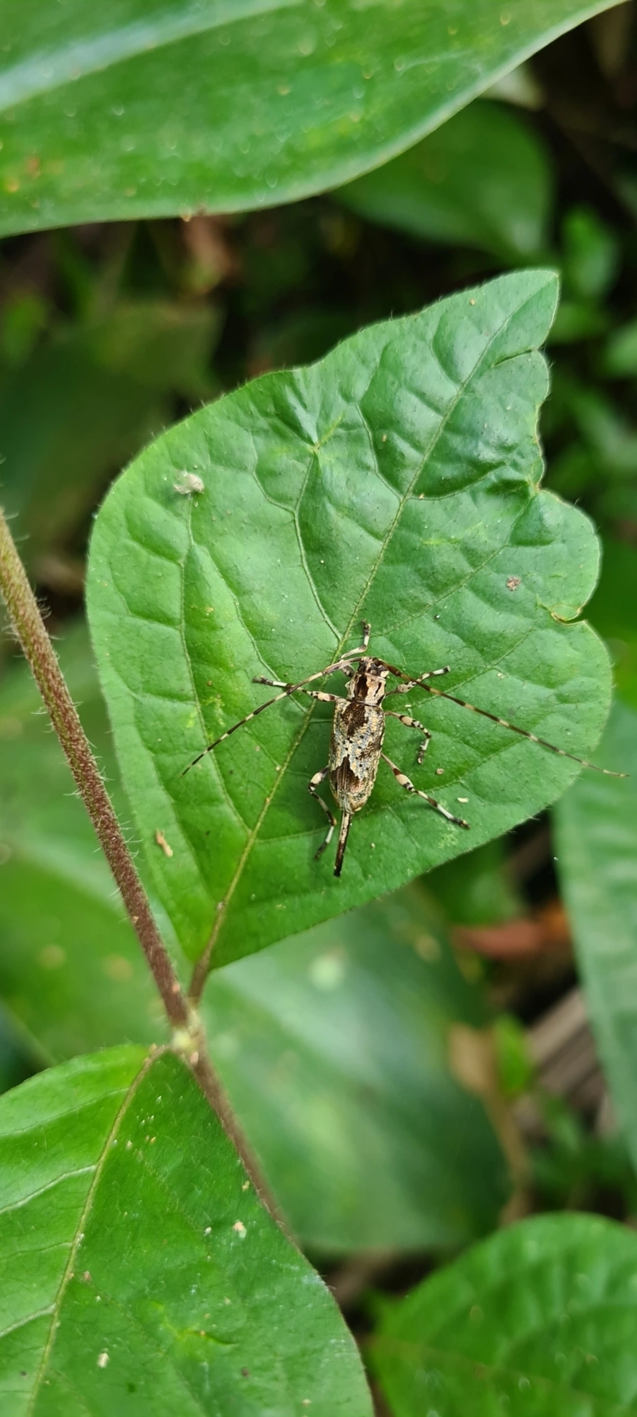 Eutrypanus, insetos, fotografado em Maresias, São Sebastião