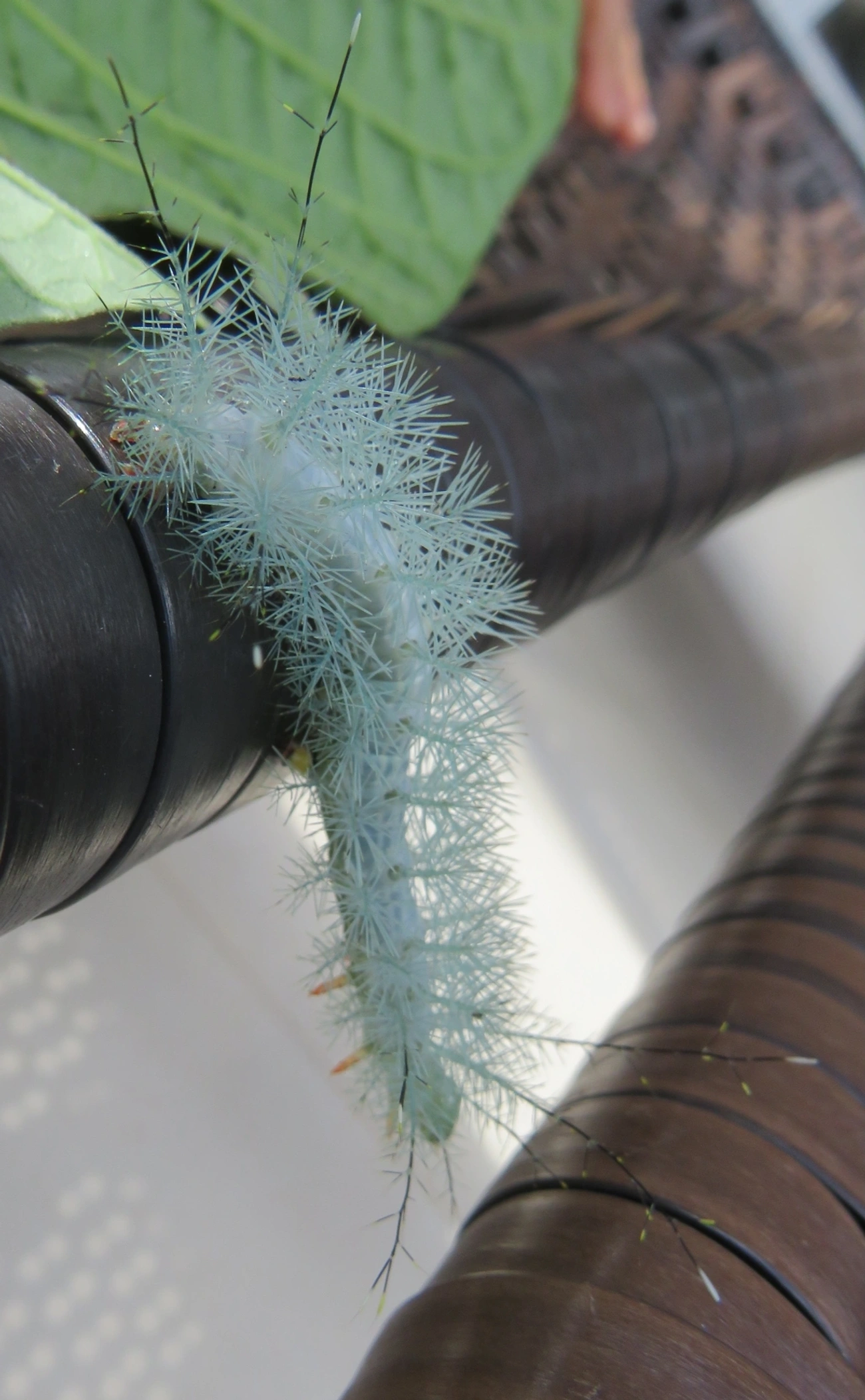 Hemileucinae, insetos, fotografado em Maresias, São Sebastião