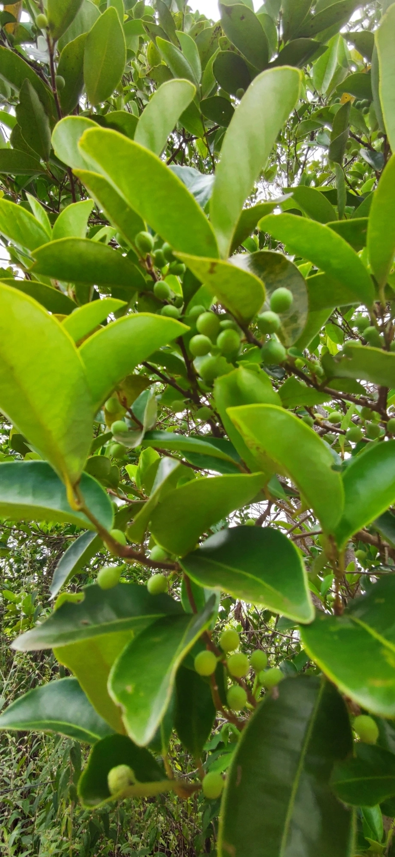 Figueira microcarpa (Ficus microcarpa), plantas, fotografado em Paúba, São Sebastião