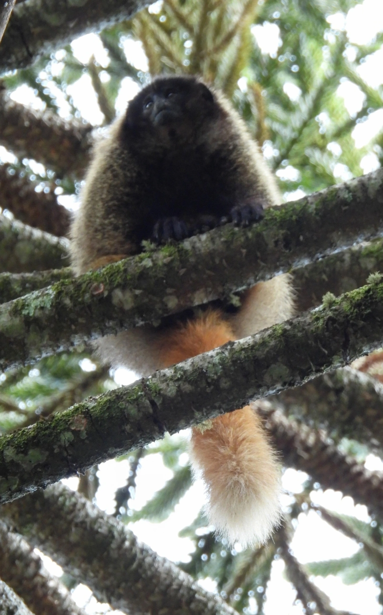 Titi-da-cara-preta (Callicebus nigrifrons), mamíferos, fotografado em Itamonte