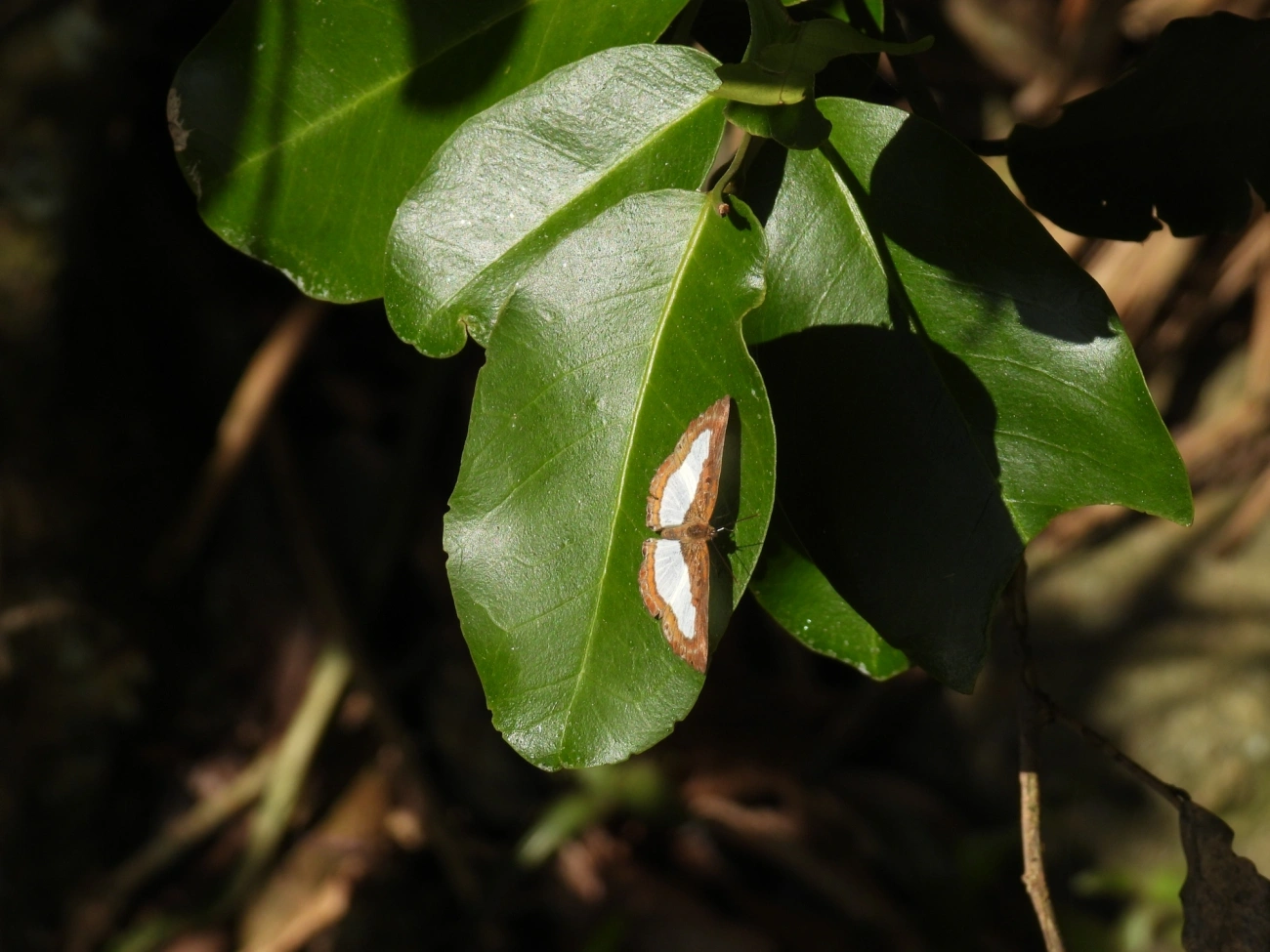 Falsa ninfídia (Synargis calyce), insetos, fotografado em Maresias, São Sebastião