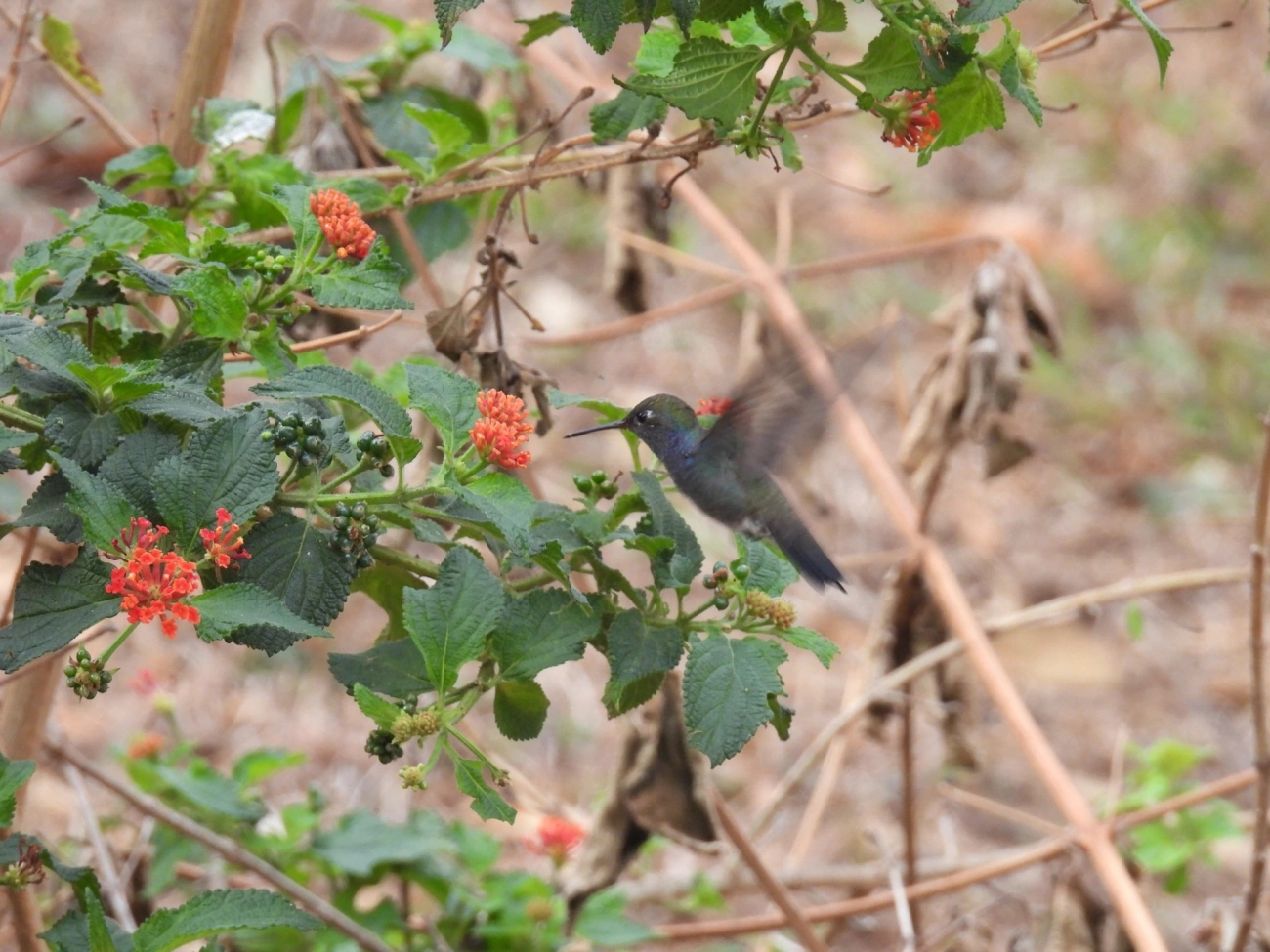 Beija-flor-de-peito-azul (Chionomesa lactea), aves, fotografado em Itamonte