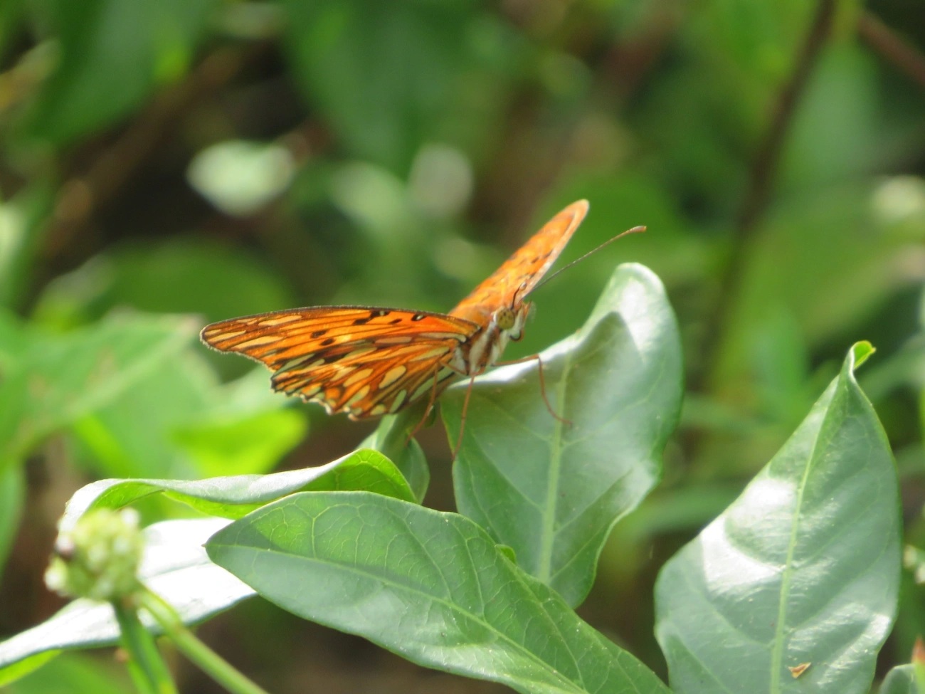 Borboleta-paixão (Dione vanillae), insetos, fotografado em Maresias, São Sebastião