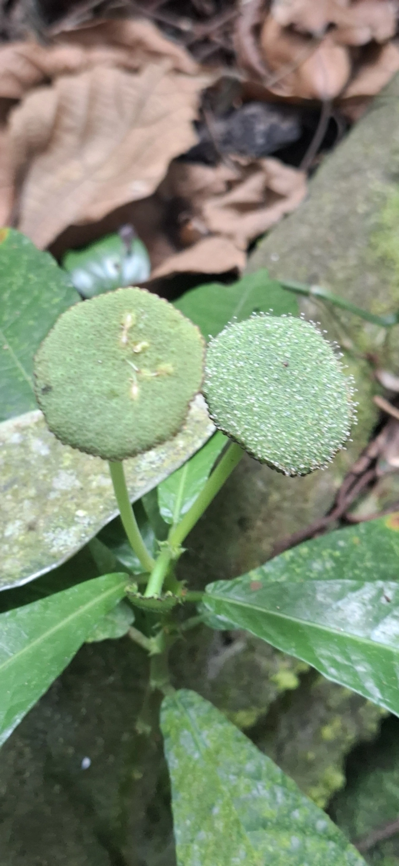 Dorstênia (Dorstenia hirta), plantas, fotografado em Maresias, São Sebastião