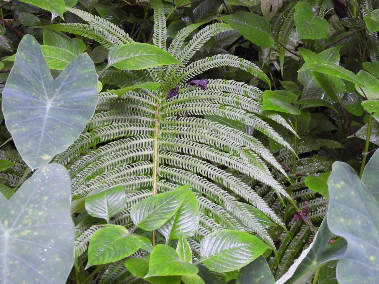 Thelypteridoideae, plantas, fotografado em Maresias, São Sebastião