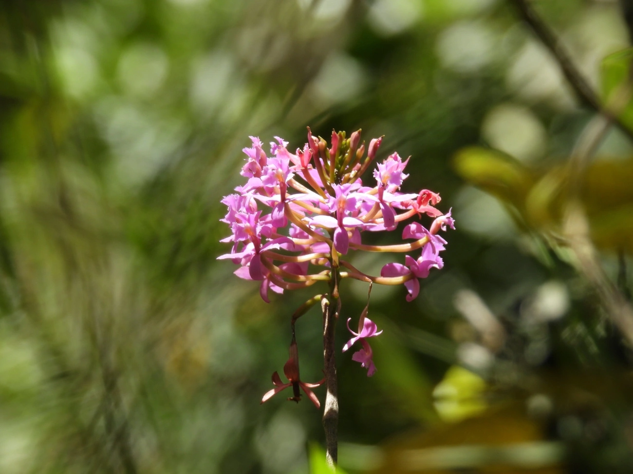 Epidendros (Epidendrum), plantas, fotografado em Queluz