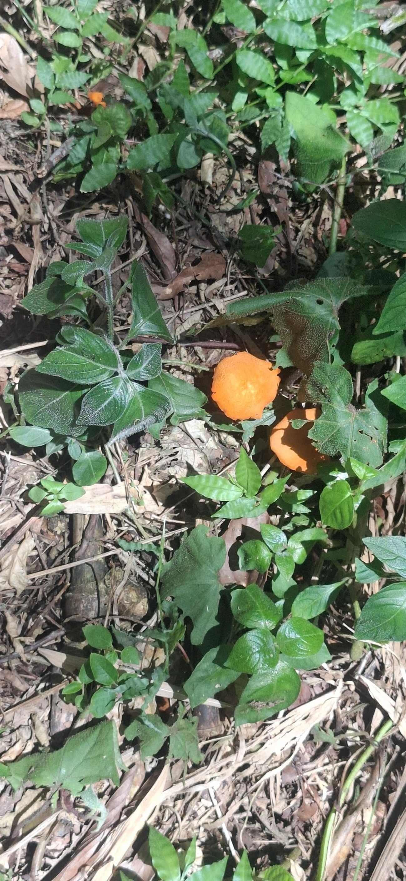 Marasmius, fungos, fotografado em Queluz