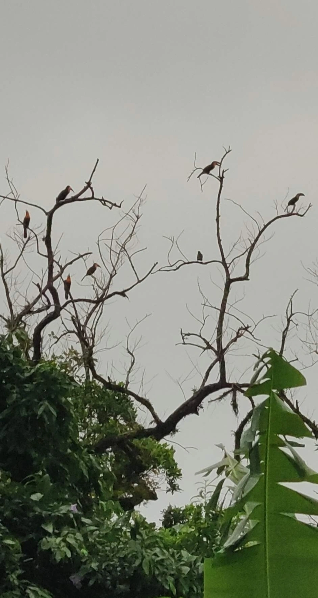 Tucano-de-ariel (Ramphastos vitellinus), aves, fotografado em São Paulo