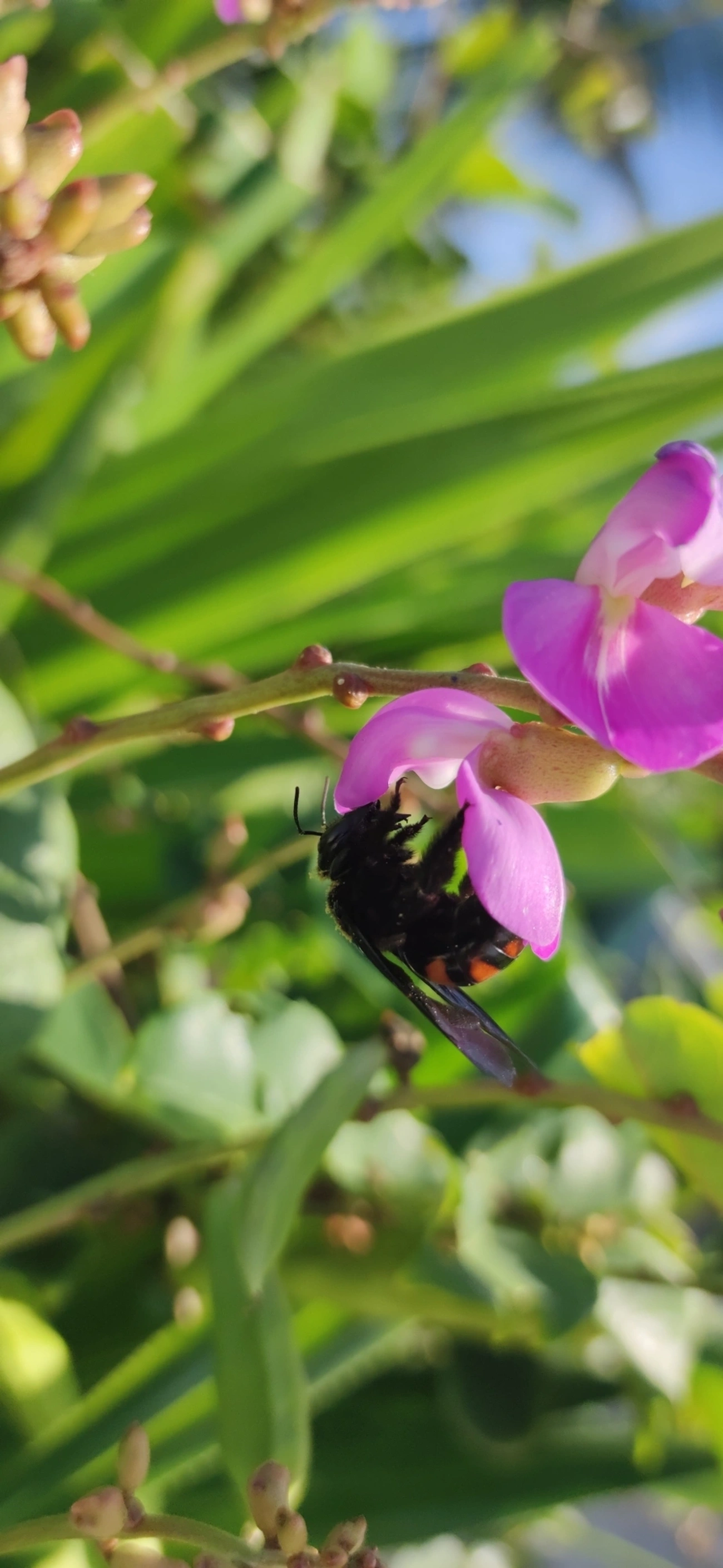 Abelhas-carpinteiras (Xylocopa), insetos, fotografado em Maresias, São Sebastião