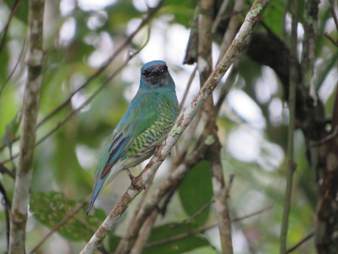 Saí-andorinha (Tersina viridis), aves, fotografado em Maresias, São Sebastião