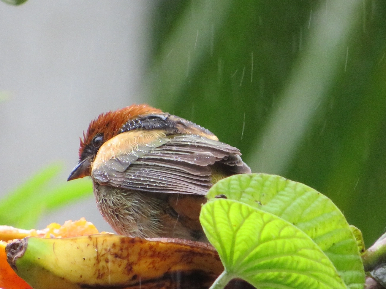 Saíra-sapucaia (Stilpnia peruviana), aves, fotografado em São Paulo