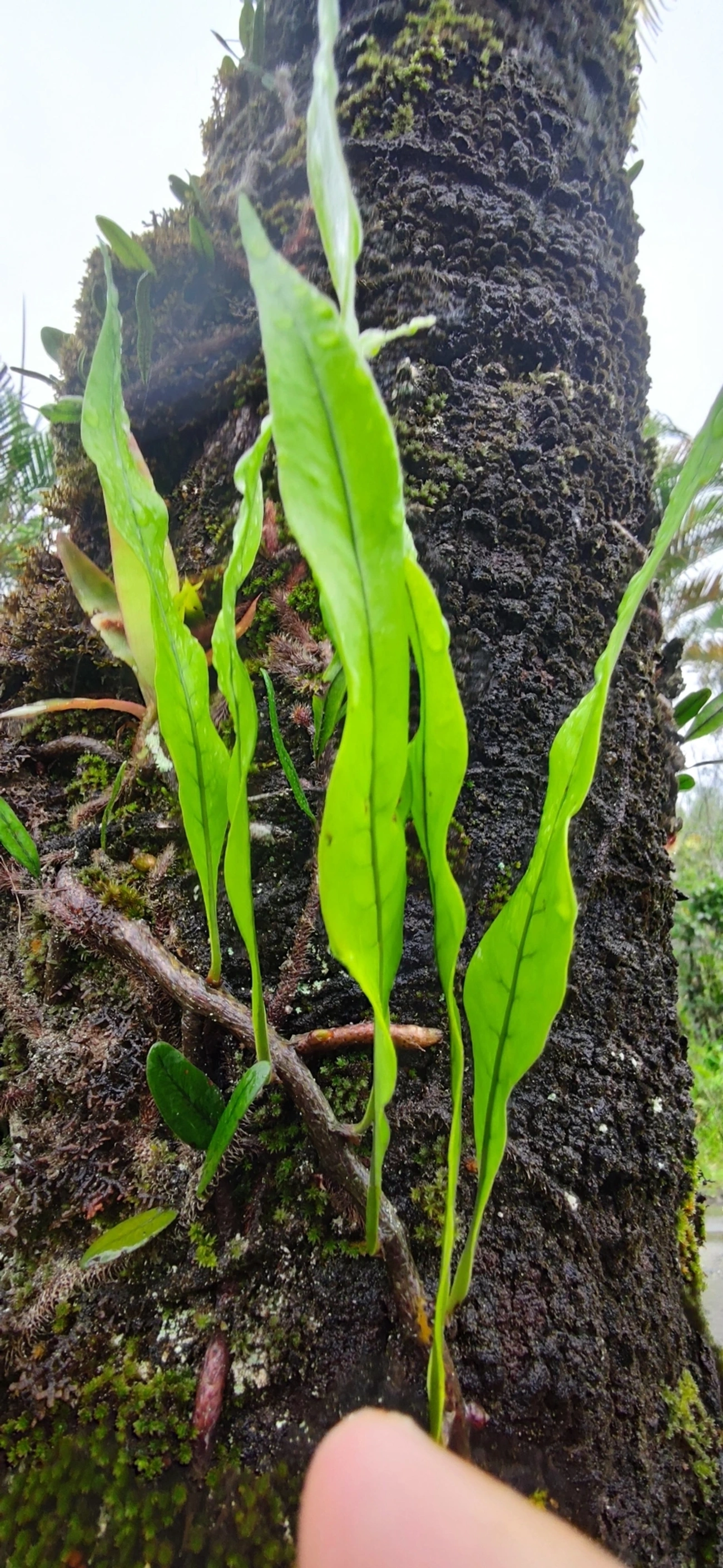 Microgramma, plantas, fotografado em Maresias, São Sebastião