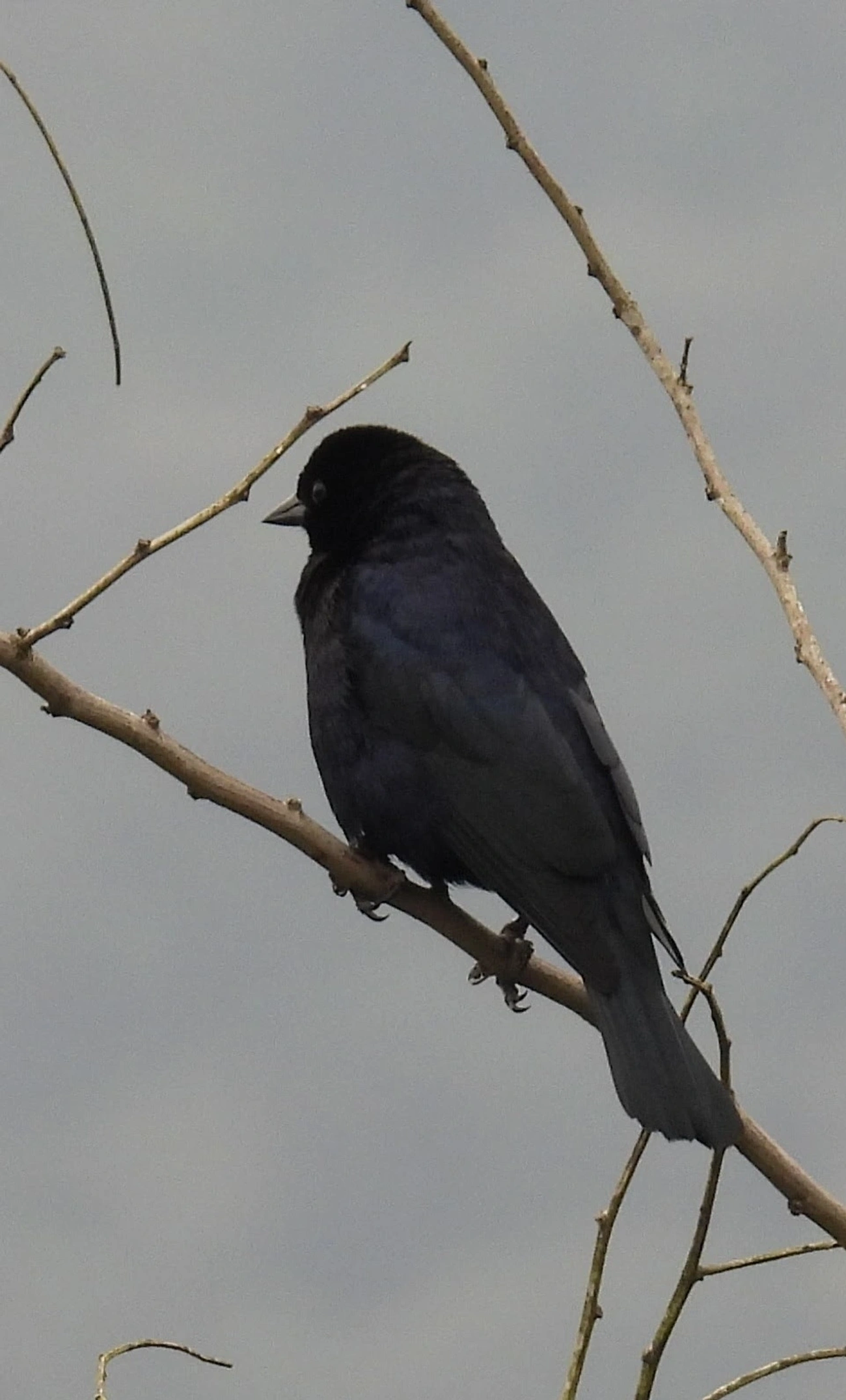 Chupim (Molothrus bonariensis), aves, fotografado em Maresias, São Sebastião