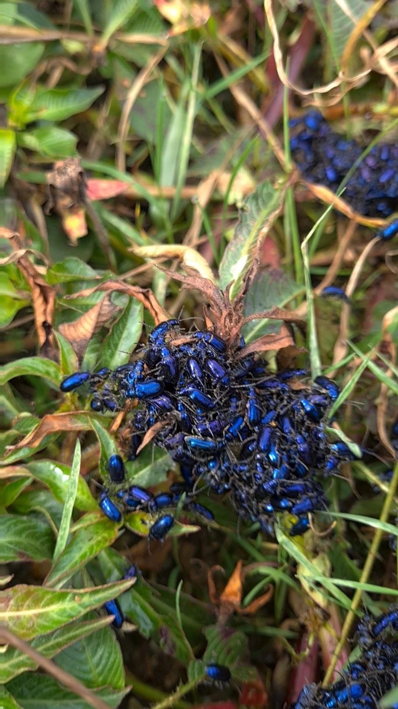 Vaquinha-pulga (Macrohaltica jamaicensis), insetos, fotografado em Campos do Jordão
