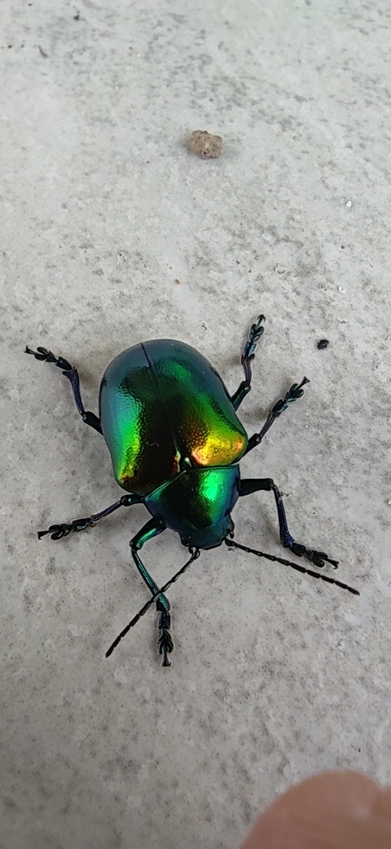 Eumolpus ignitus, insetos, fotografado em Maresias, São Sebastião