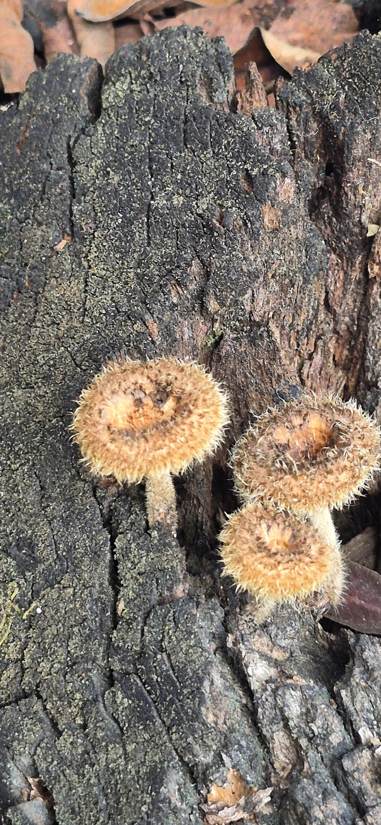 Lentinus, fungos, fotografado em Itatiaia