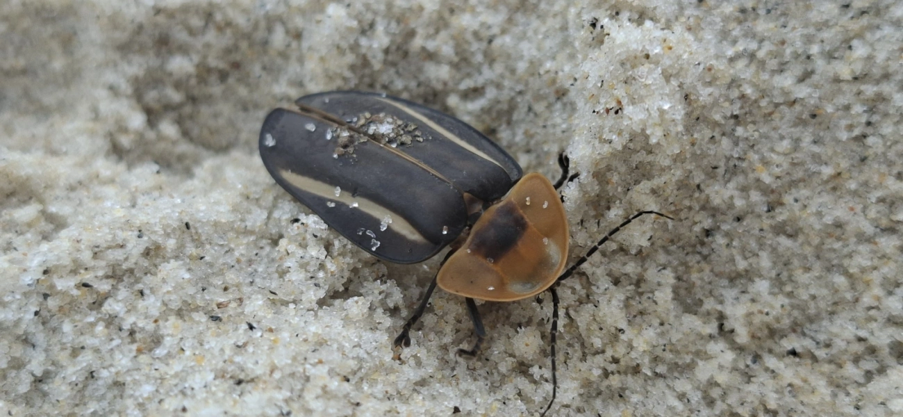 Cratomorphus, insetos, fotografado em Maresias, São Sebastião