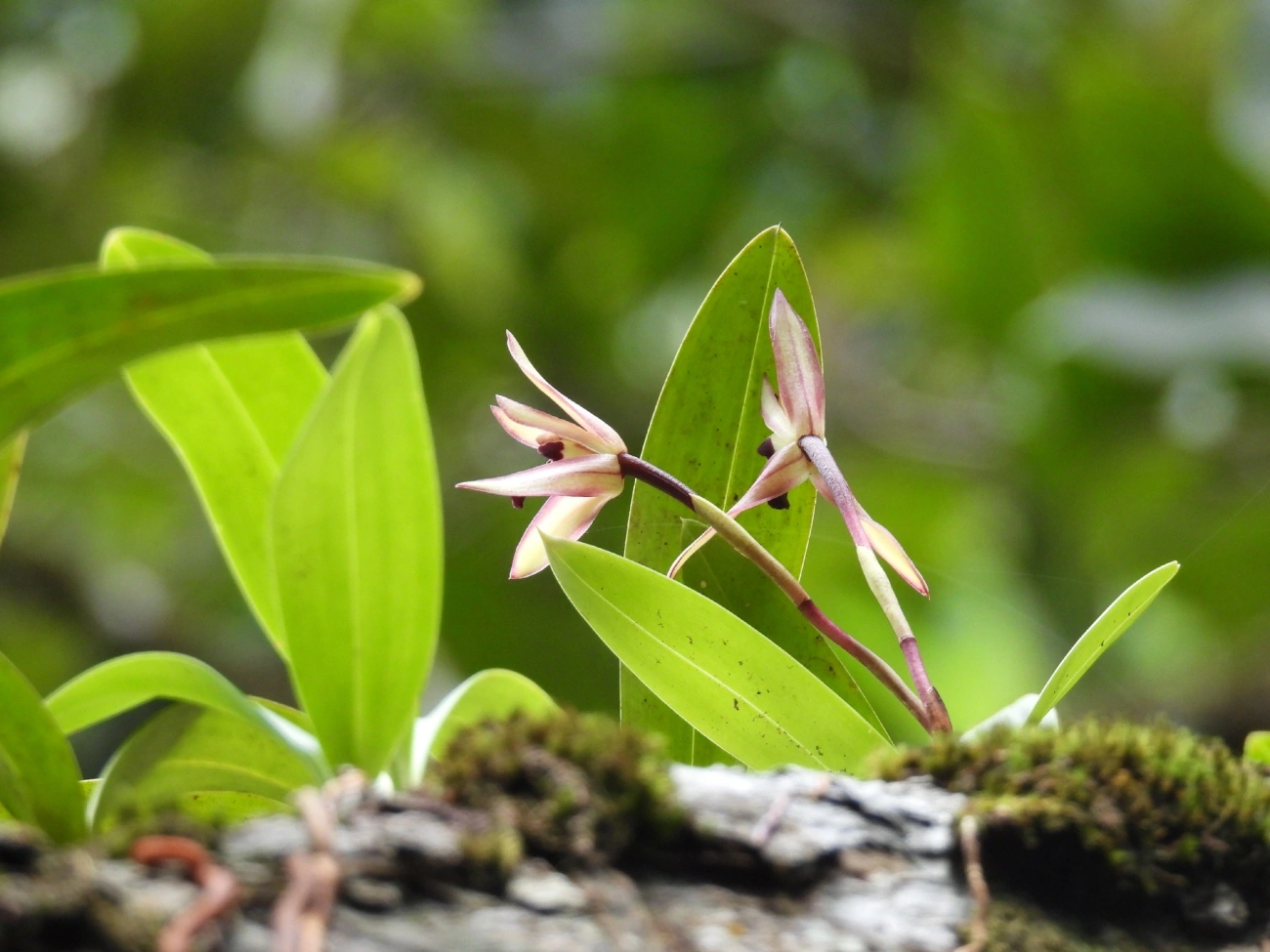 Octomeria, plantas, fotografado em Maresias, São Sebastião