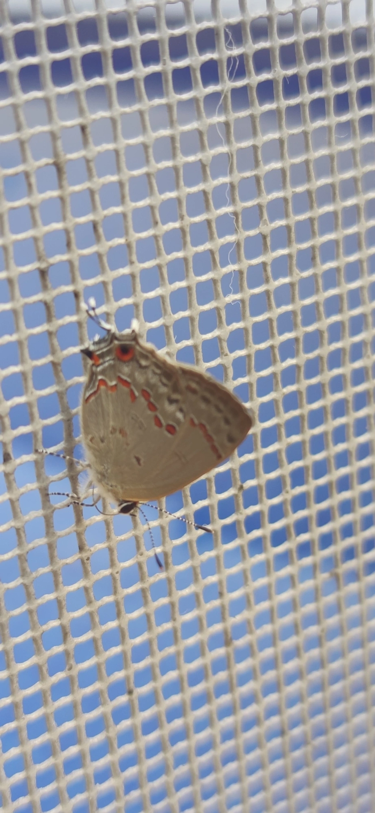 Strymon megarus, insetos, fotografado em Maresias, São Sebastião