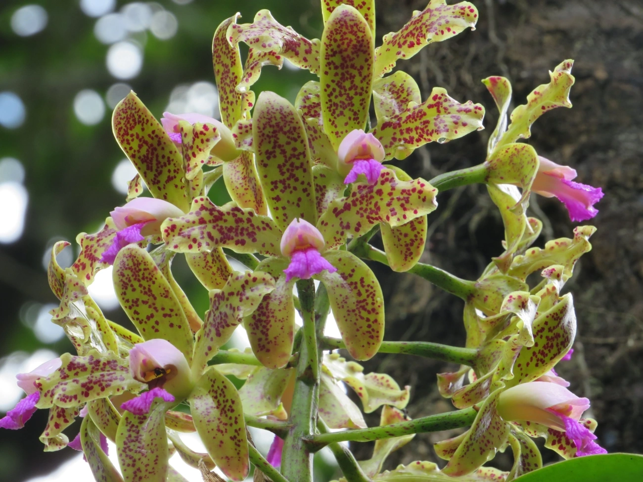 Catleia-gutata (Cattleya guttata), plantas, fotografado em São Sebastião