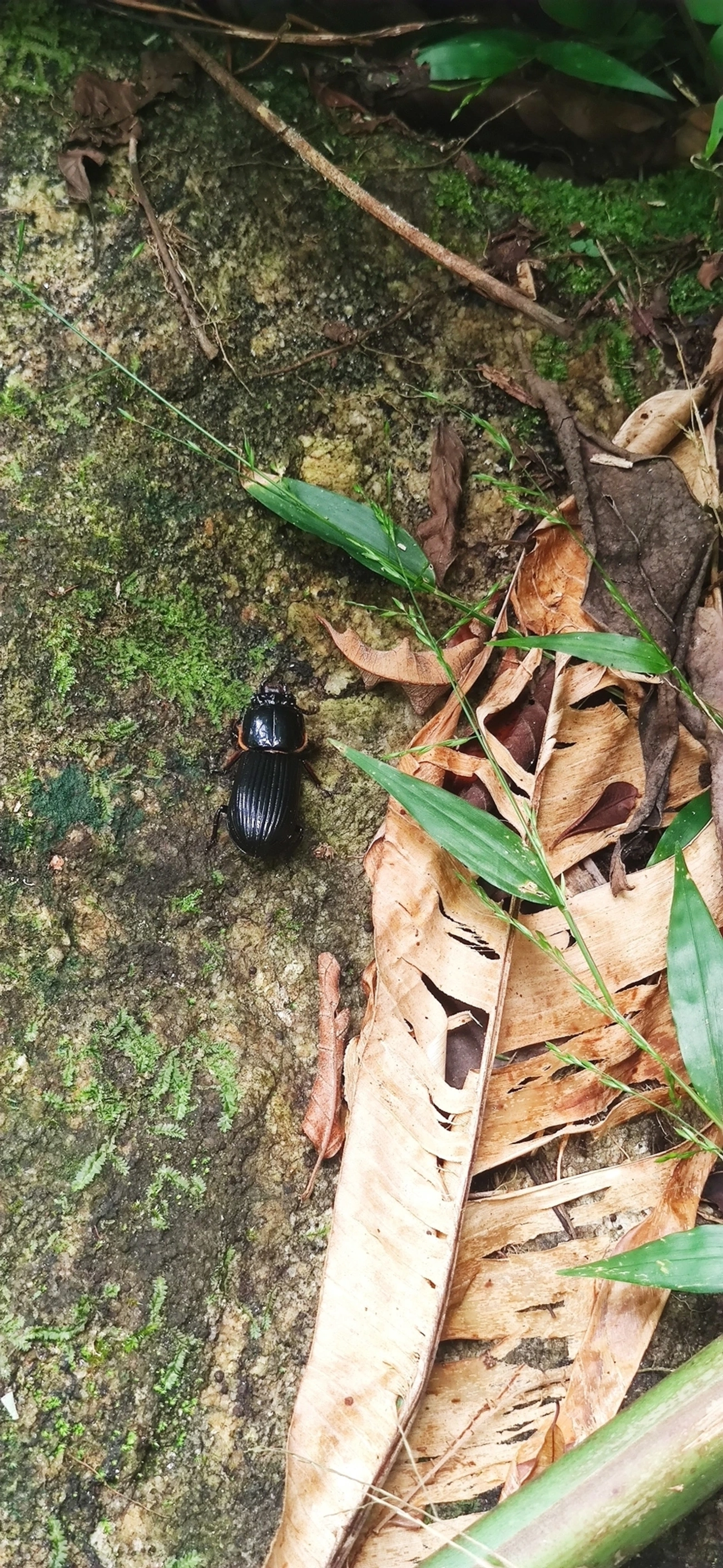 Passalidae, insetos, fotografado em Maresias, São Sebastião