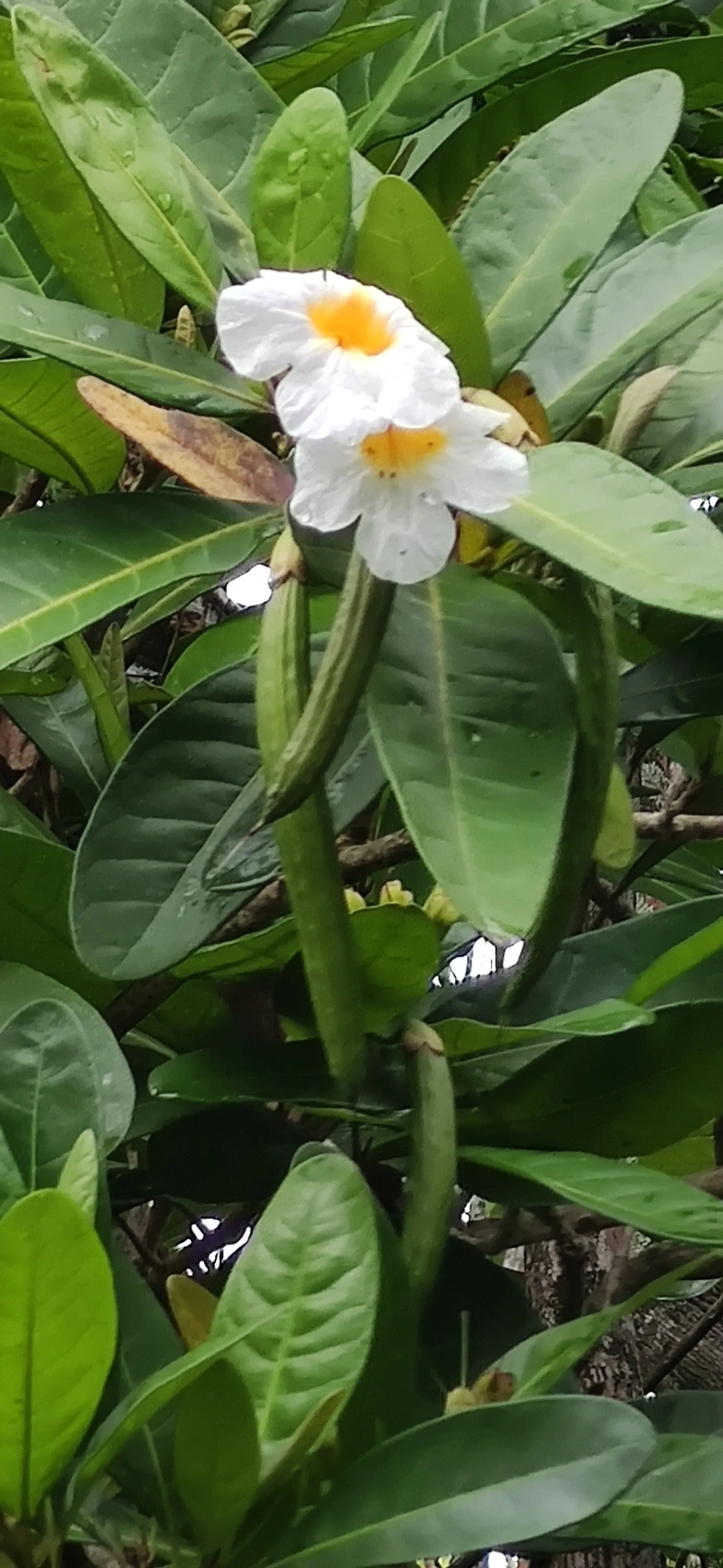 Caixeta (Tabebuia cassinoides), plantas, fotografado em São Sebastião