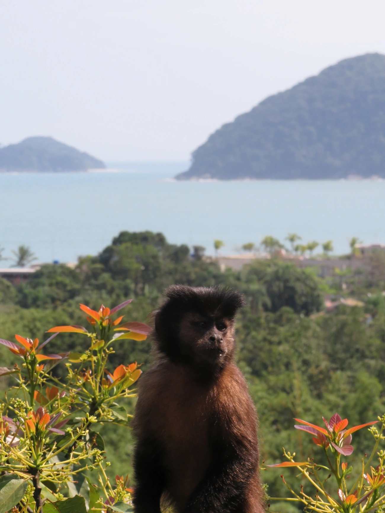 Macaco-prego-preto (Sapajus nigritus), mamíferos, fotografado em São Sebastião