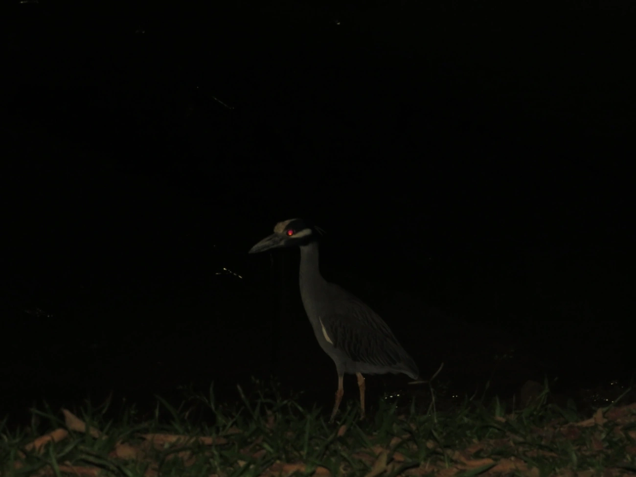 Savacu-de-coroa (Nyctanassa violacea), aves, fotografado em Caraguatatuba