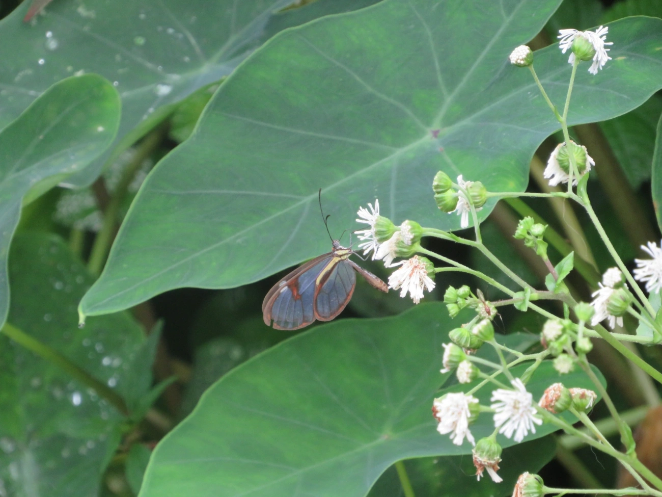 Ithomia, insetos, fotografado em Maresias, São Sebastião