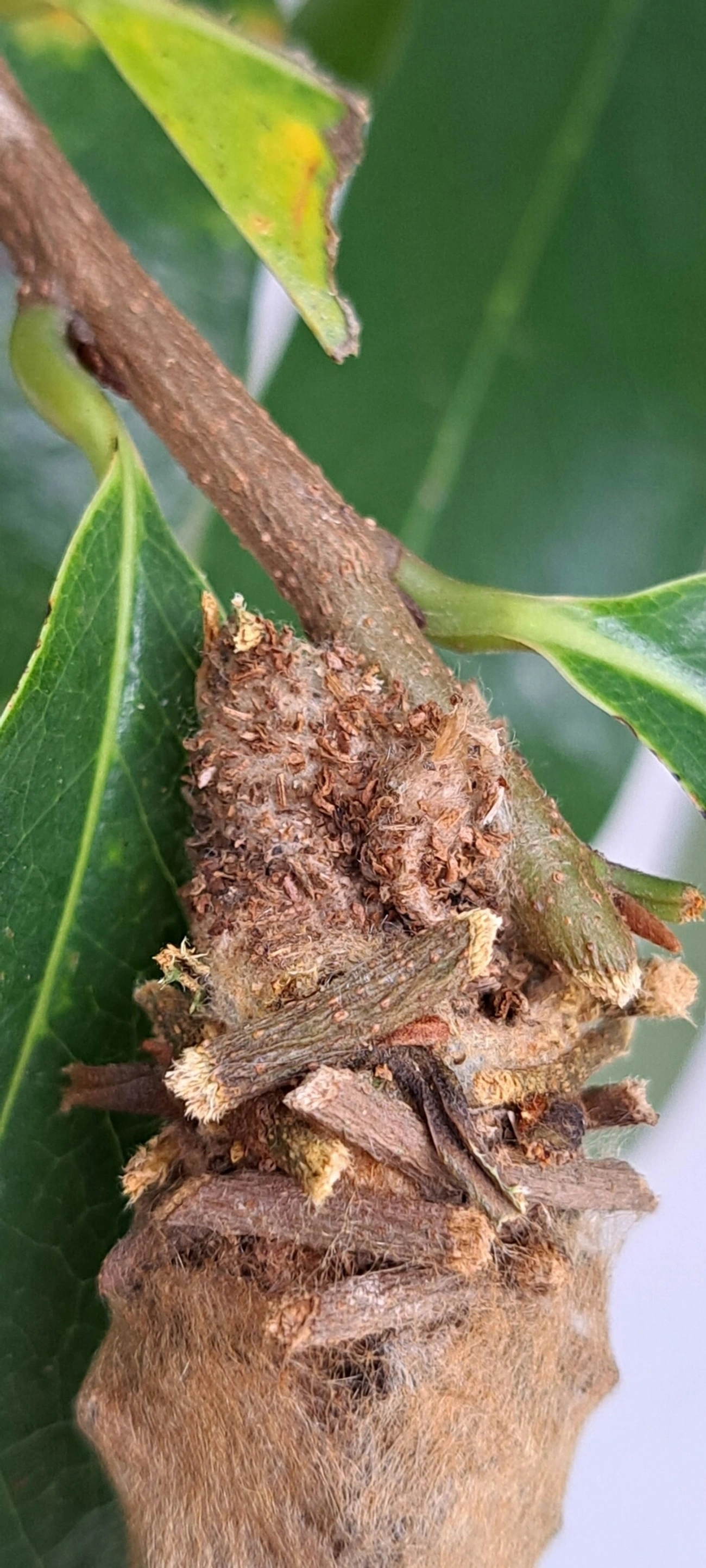 Bicho-do-cesto (Oiketicus kirbyi), insetos, fotografado em Maresias, São Sebastião