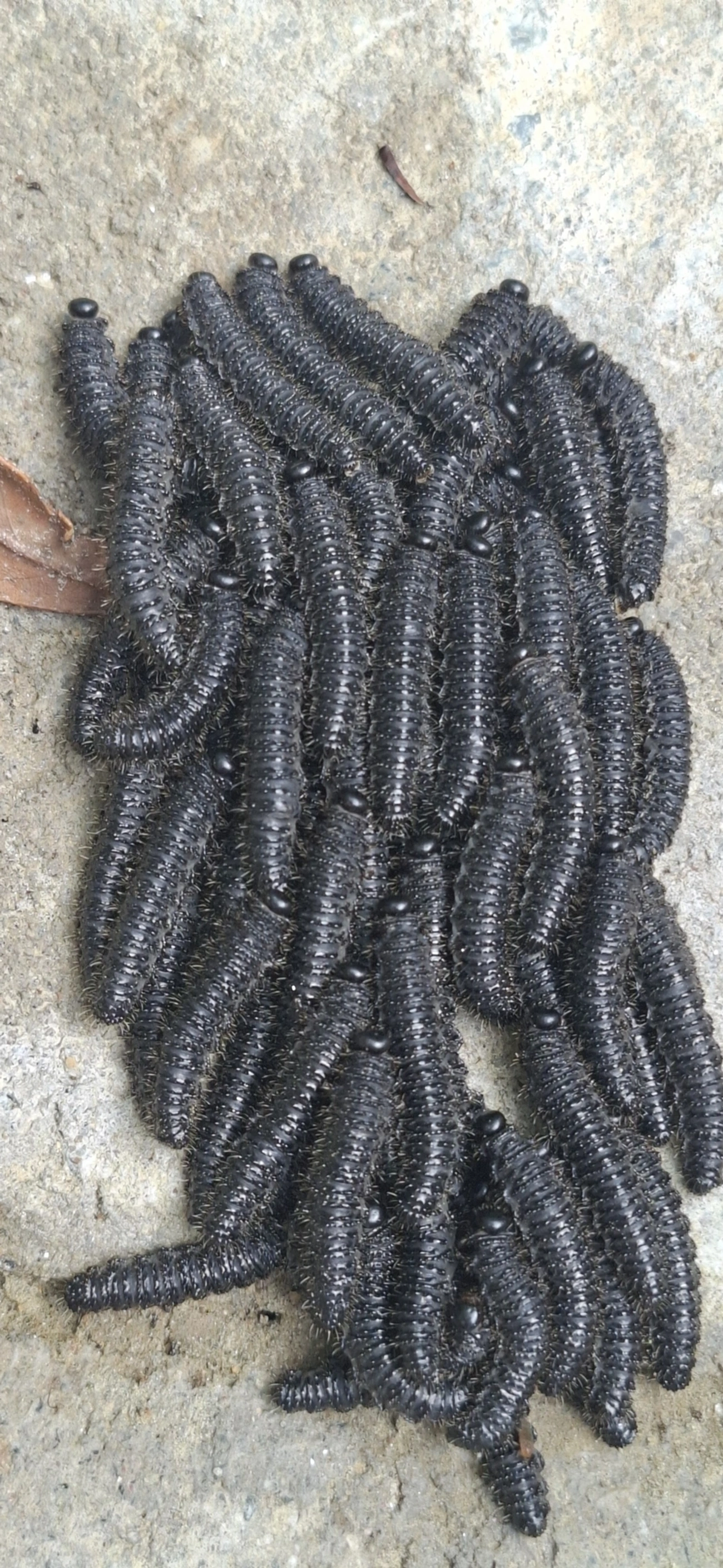 Lagartas-Mata-Porco (Perreyia), insetos, fotografado em Maresias, São Sebastião